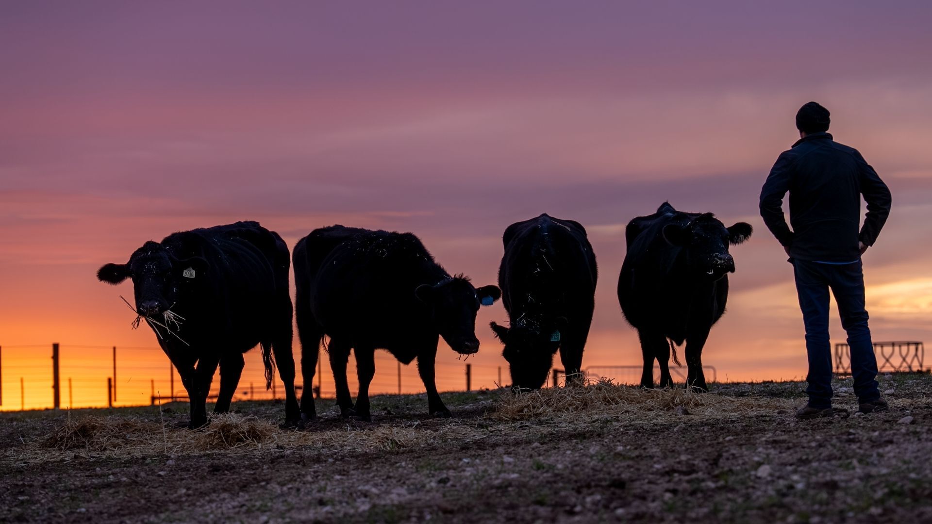 Weekly Cattle Market Report
