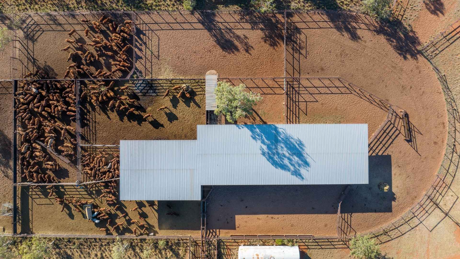 The Australian Beef Market in 2025: An Absolute Cracker