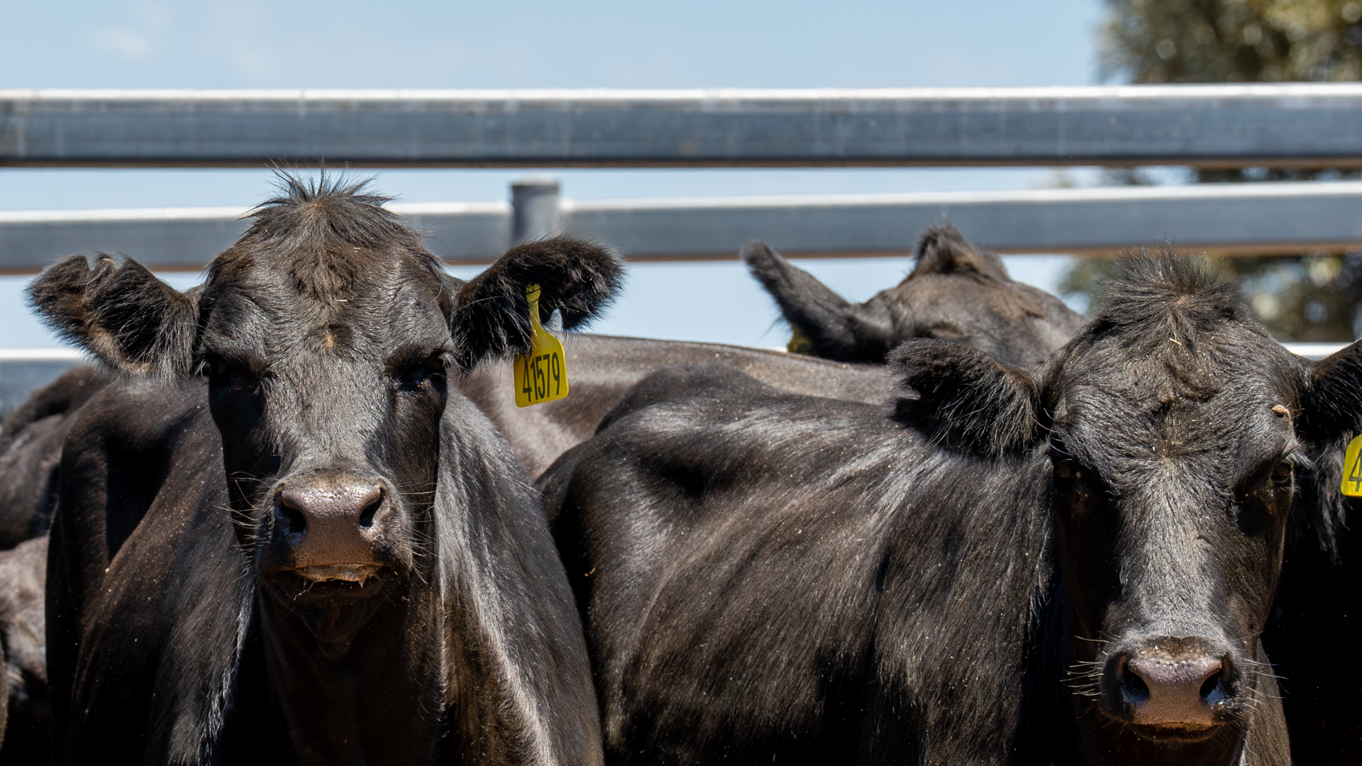 INDICATORS: Cattle markets continue to climb, while lamb drops slightly