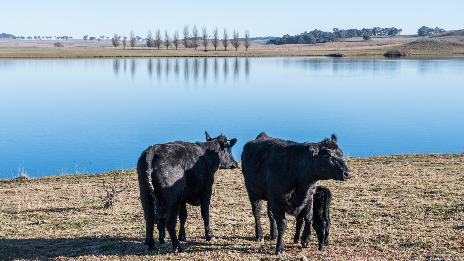 Eyes on Northern NSW as StoneX Forward contracting market rises in line with spot price lifts