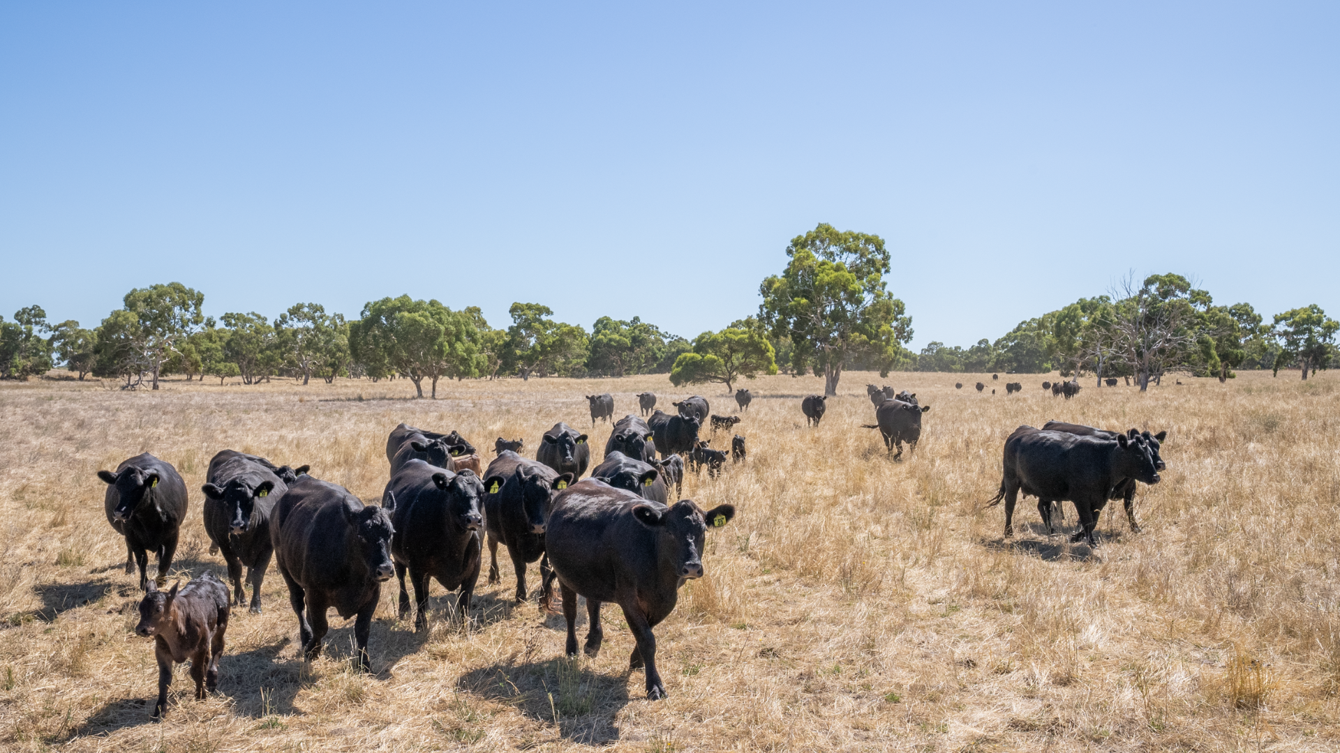 Cattle prices are expensive, but history says they can go higher