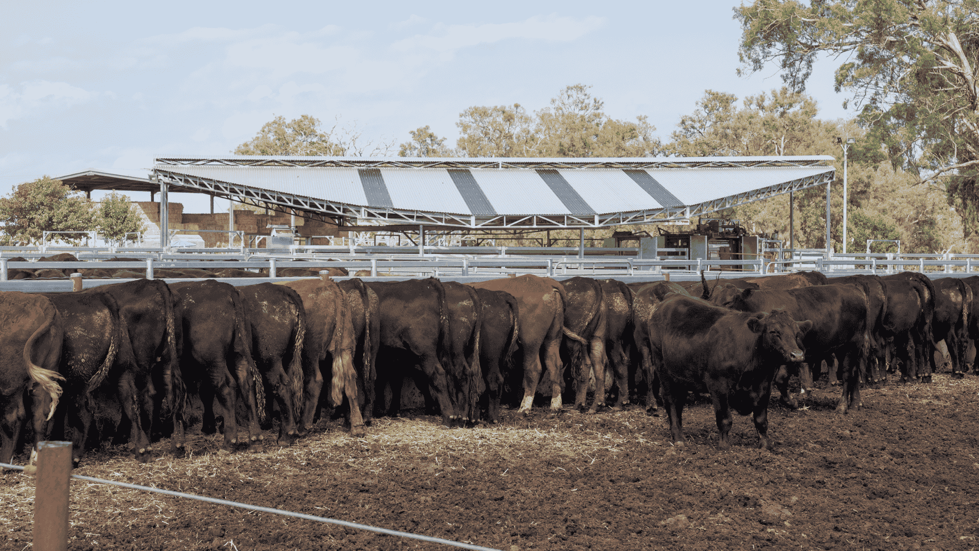 Feeder heifer purchases grow three fold as lot feeders' buying patterns change amid growth