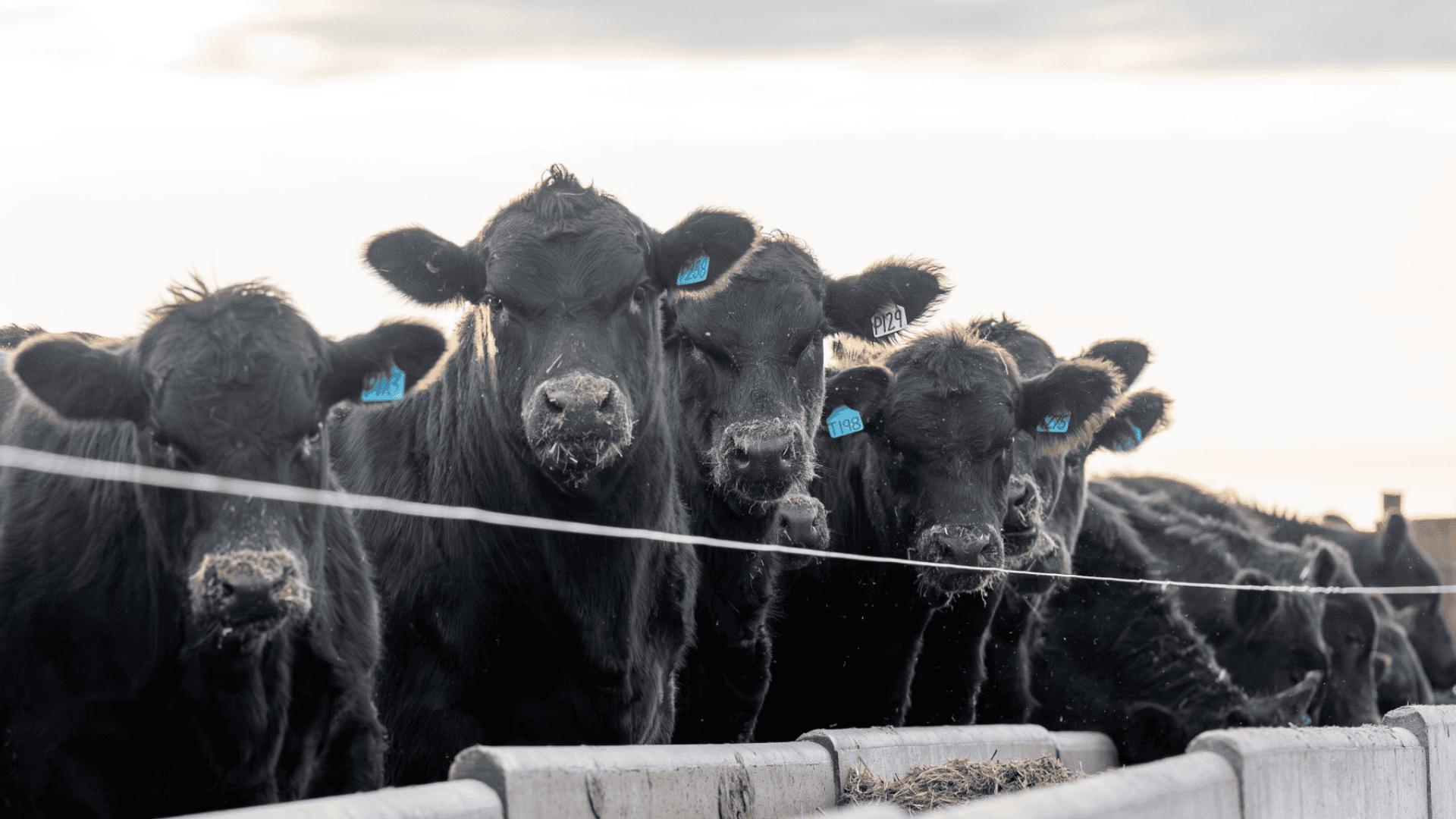 Strong lot feeder purchasing signals sector resilience