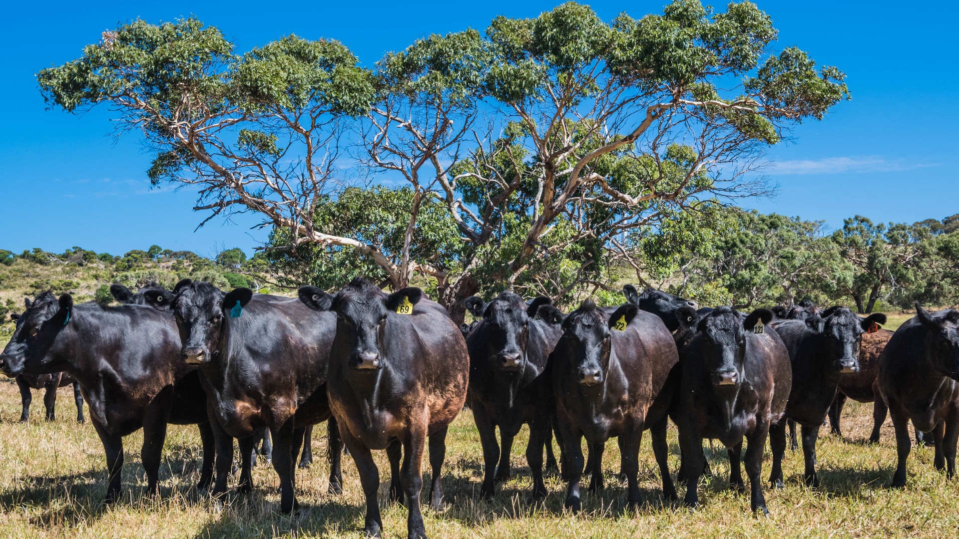 INDICATORS: Cattle prices continue to shoot higher
