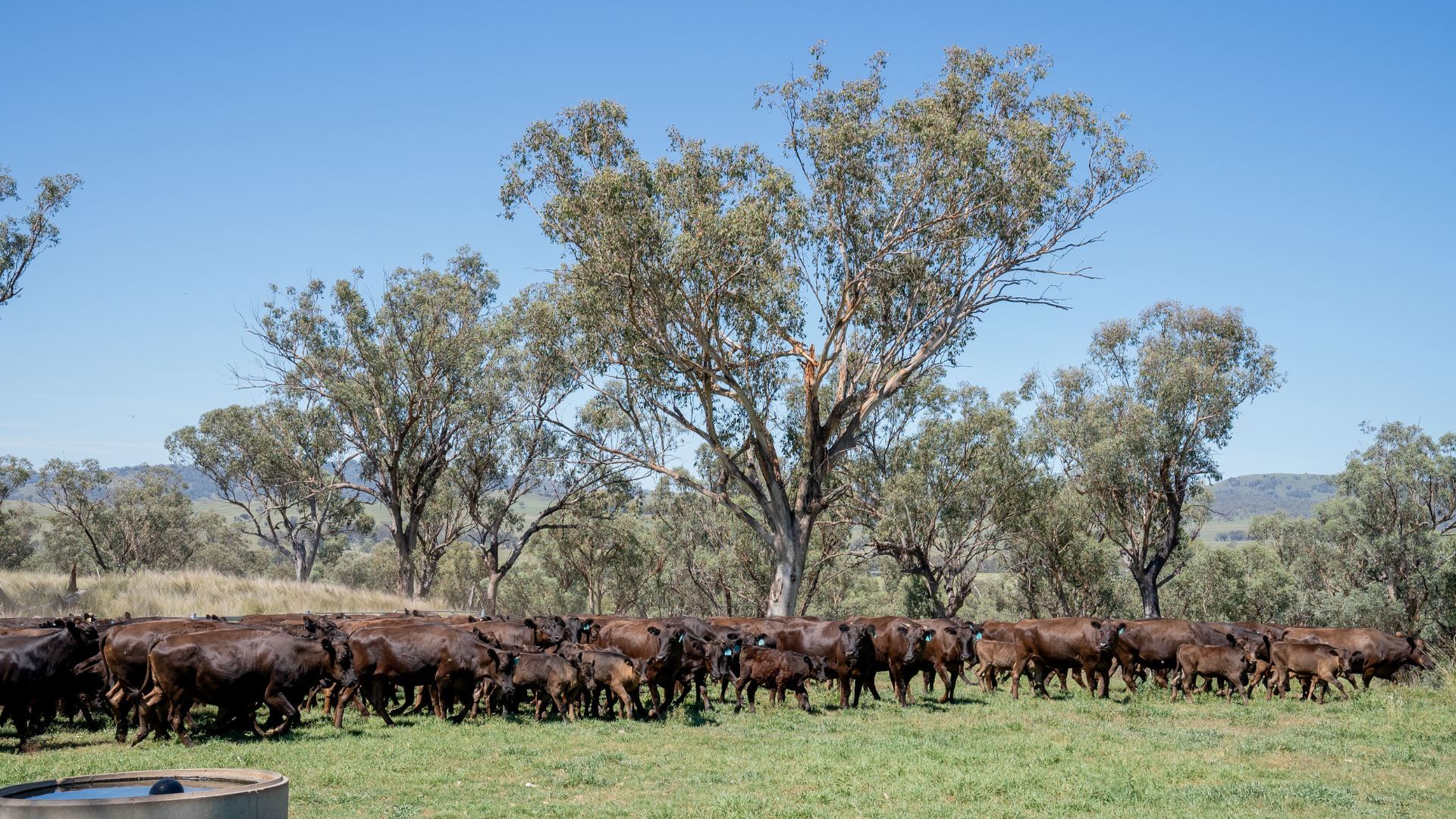 April beef exports above year-ago levels