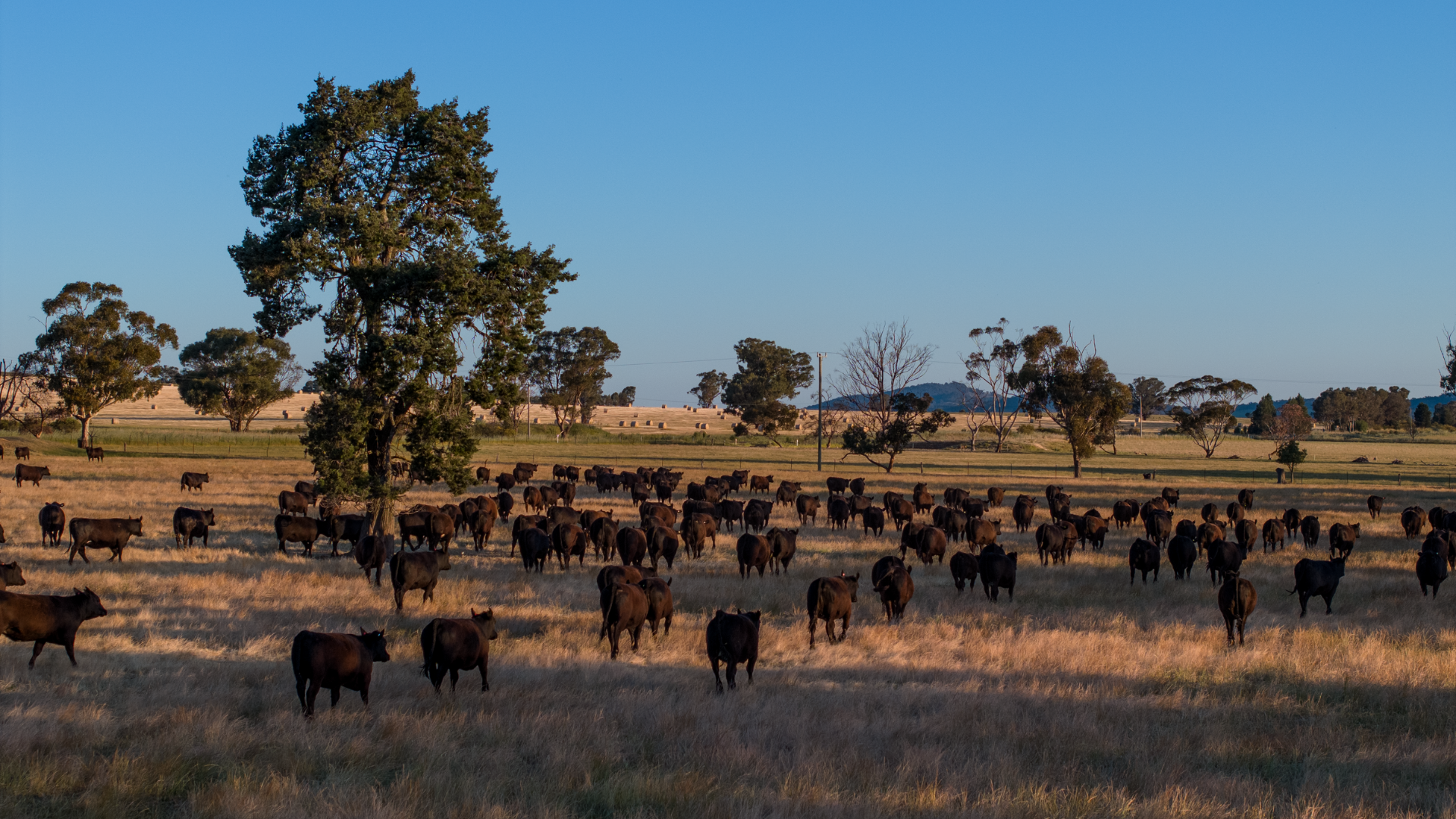 INDICATORS: Cattle prices trending down as light lamb shoots up