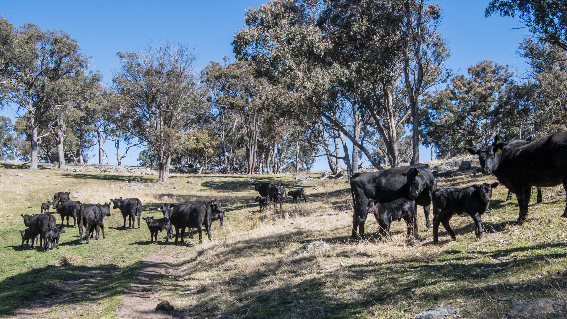 Where did all the cattle go? Feeder heifers the flavour of the month