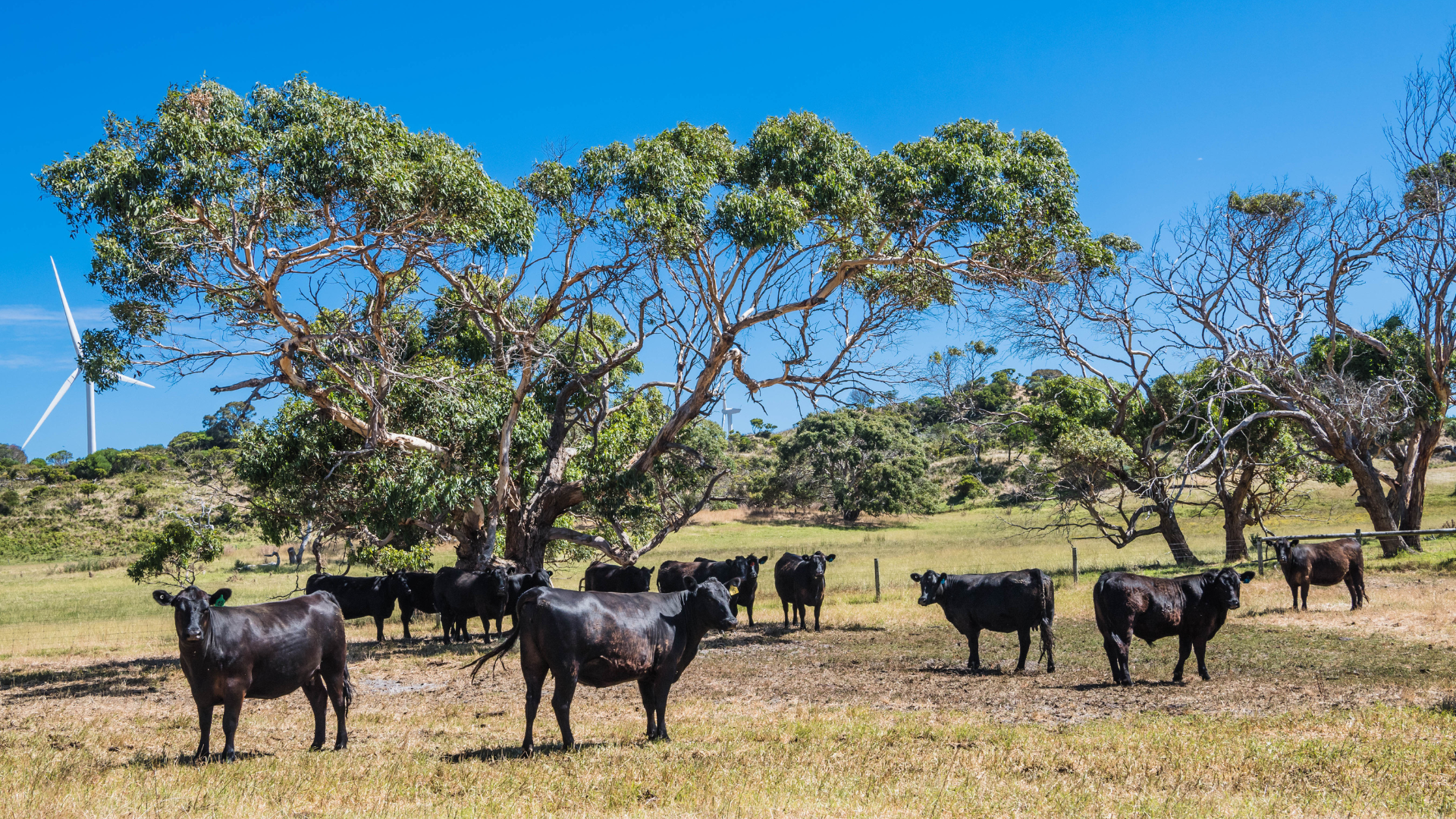 Safeguard quota tariffs: What happens to global beef trade when the trigger is pulled?