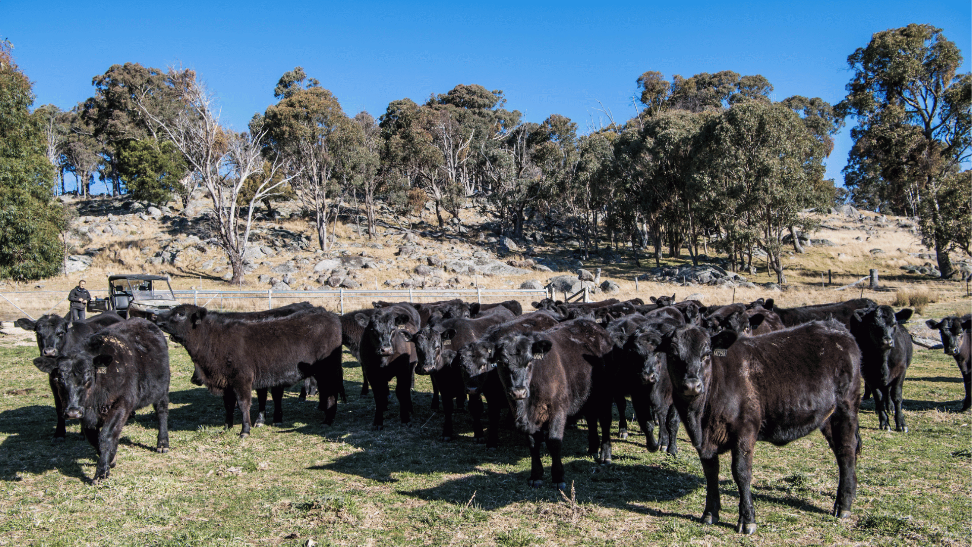China slows beef exports, but US momentum remains