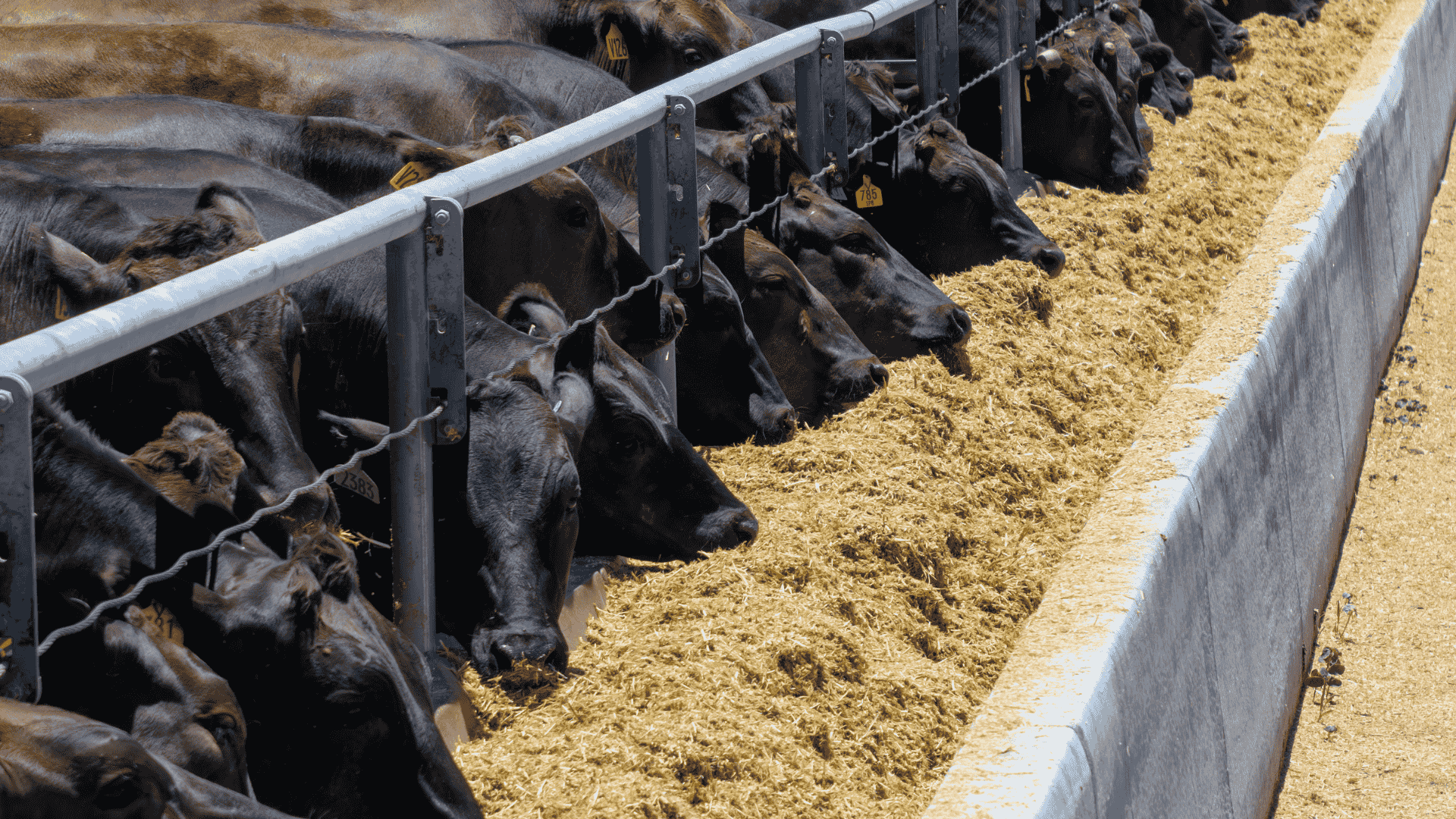 AuctionsPlus strengthens feedlot supply chain with Feeder Optimised