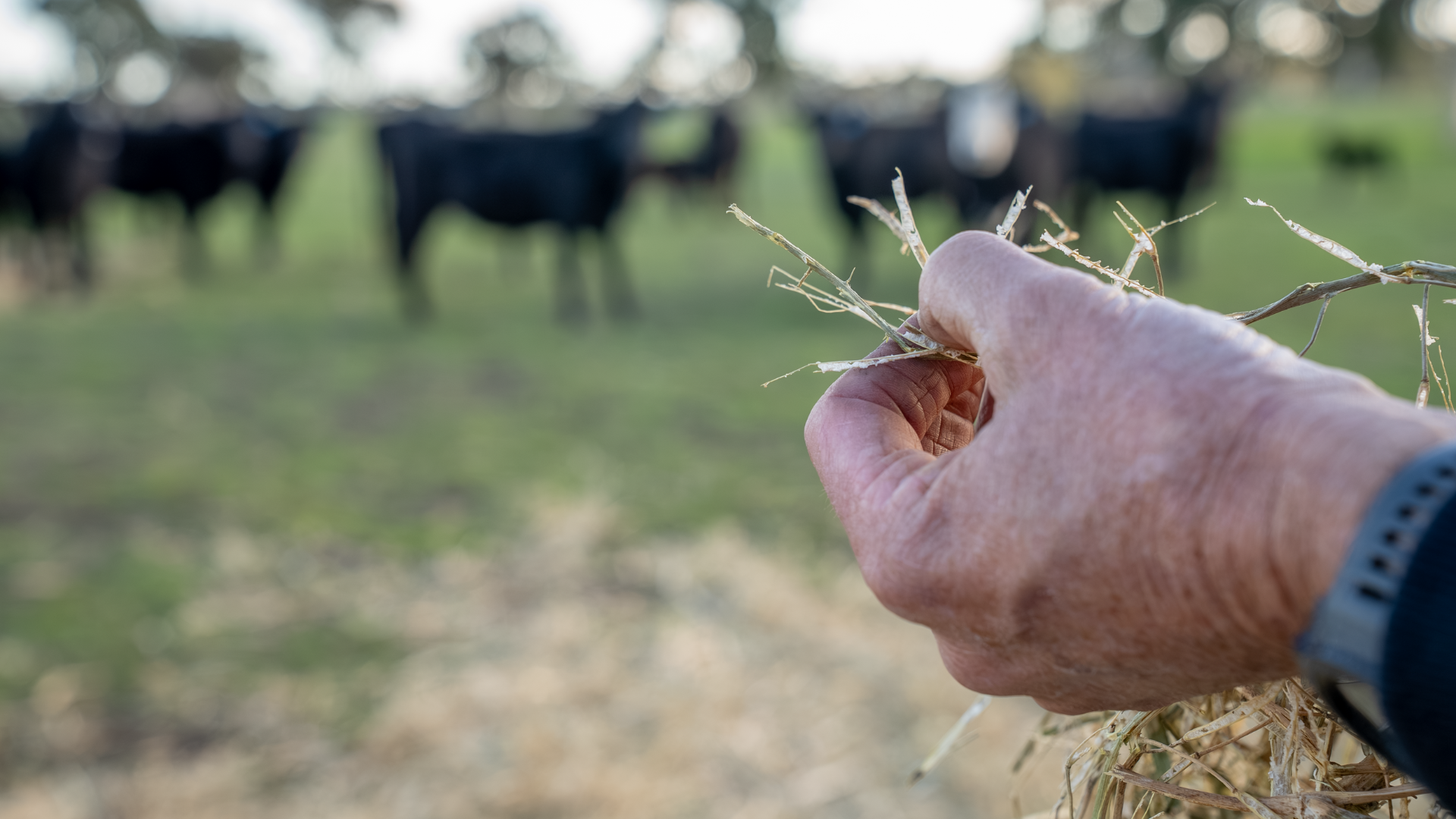 What is the appetite for restocking in the south?