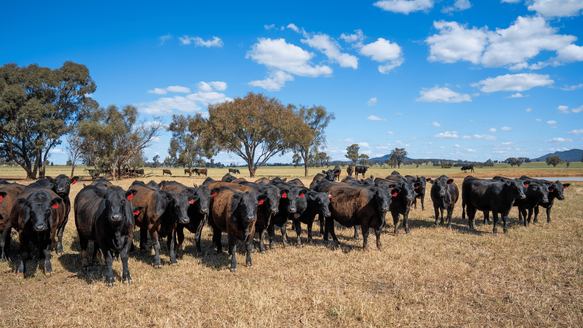 Heifer prices fall as buyers target more quality