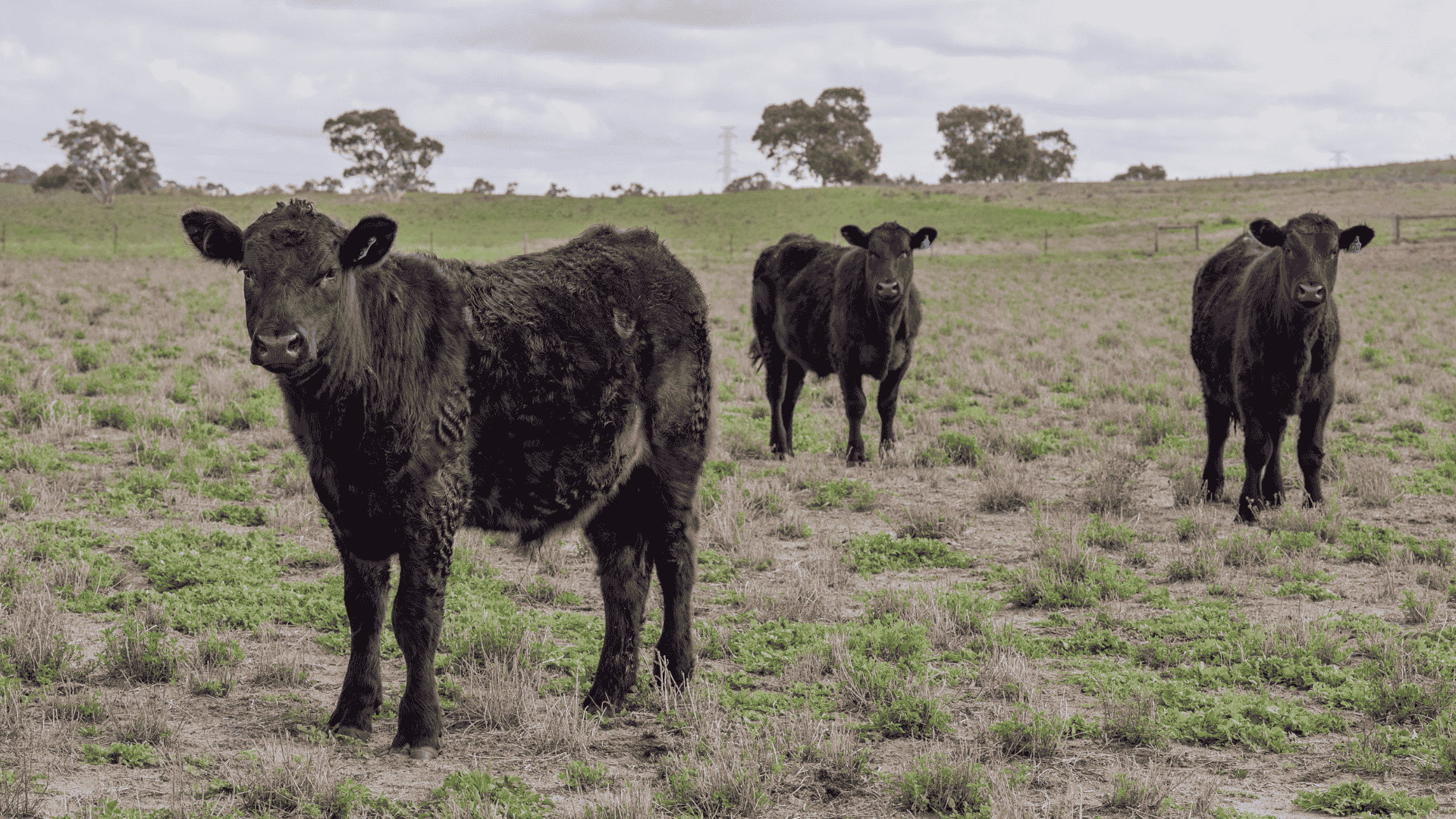 INDICATORS: EYCI slips but NYCI lifts