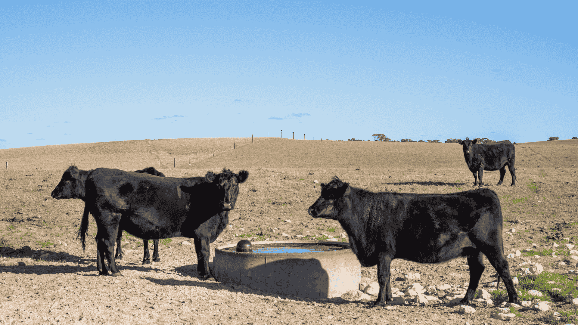 Northern NSW drives record listings as southern demand absorbs supply