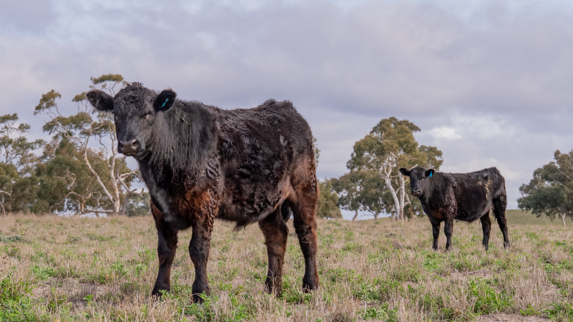Could this be peak steer supply?