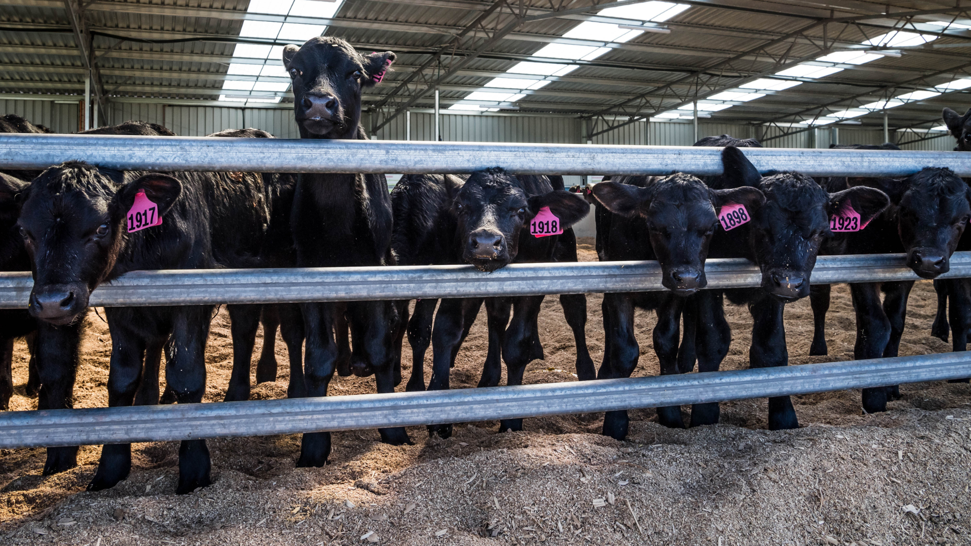 INDICATORS: Young cattle prices continue to lift