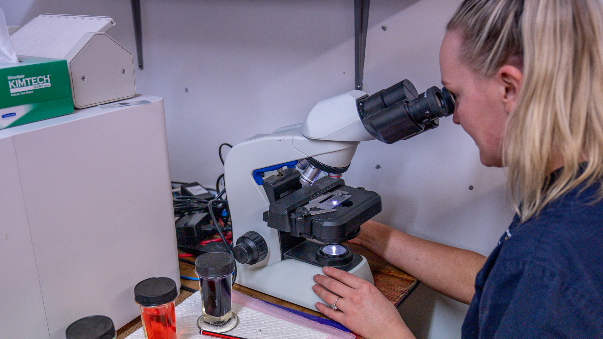 Flesh-eating cattle parasite screwworm spreading in US