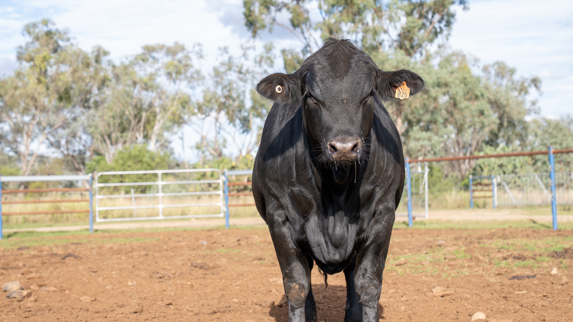 Cattle restockers awaken