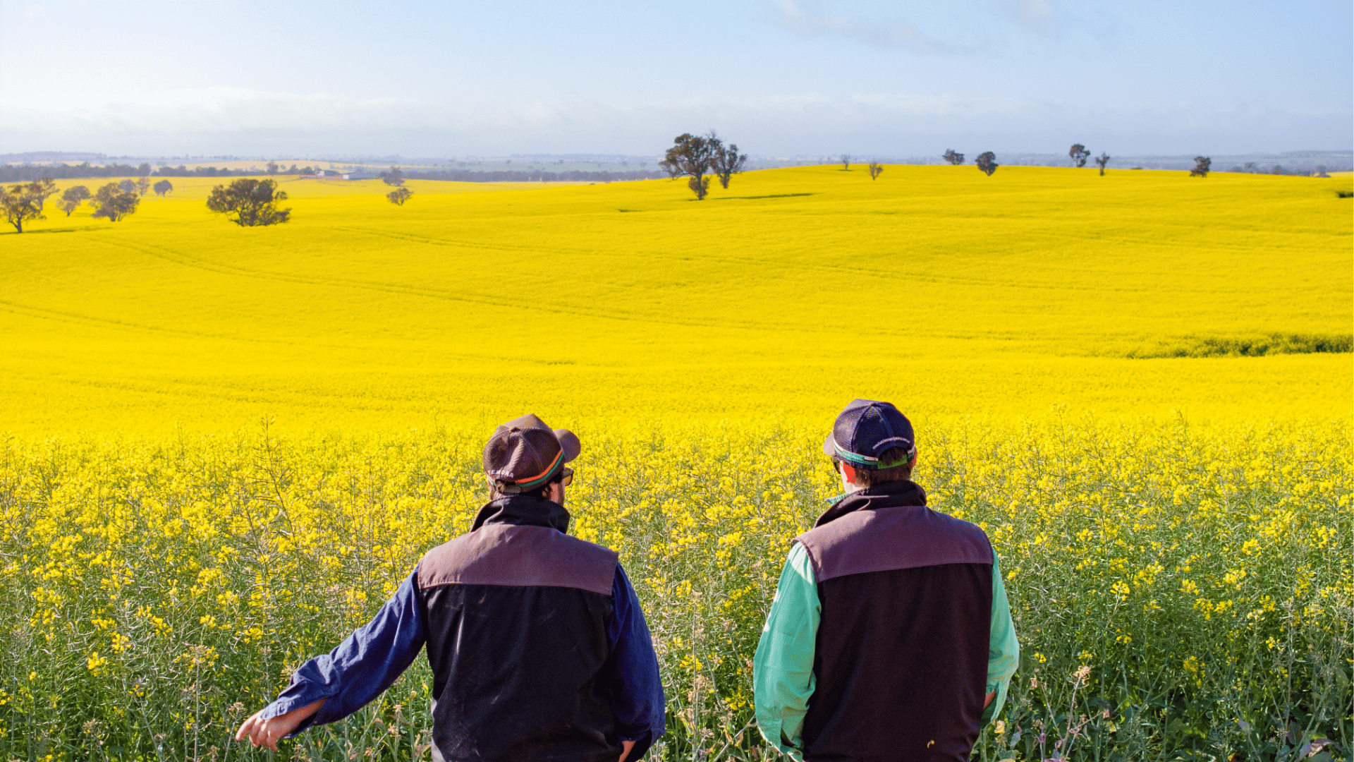 BOM's winter rainfall call missed and what spring 2026 has in store