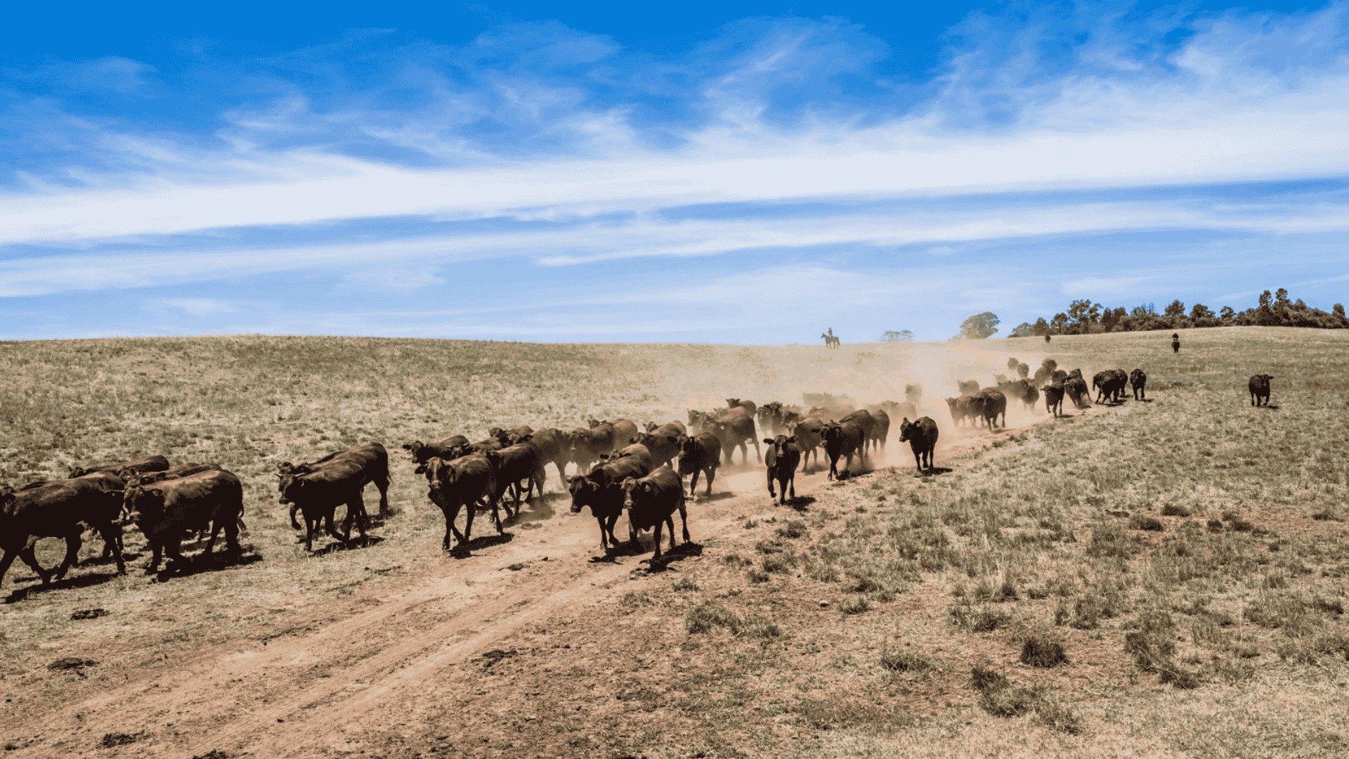 Mixed weather signals, strong markets as producers head towards summer