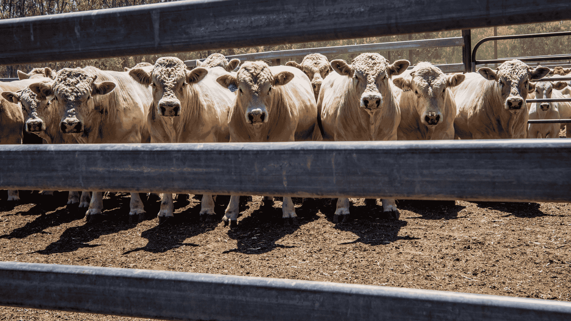 'Geopolitical surprises' lurk for farmers in 2026