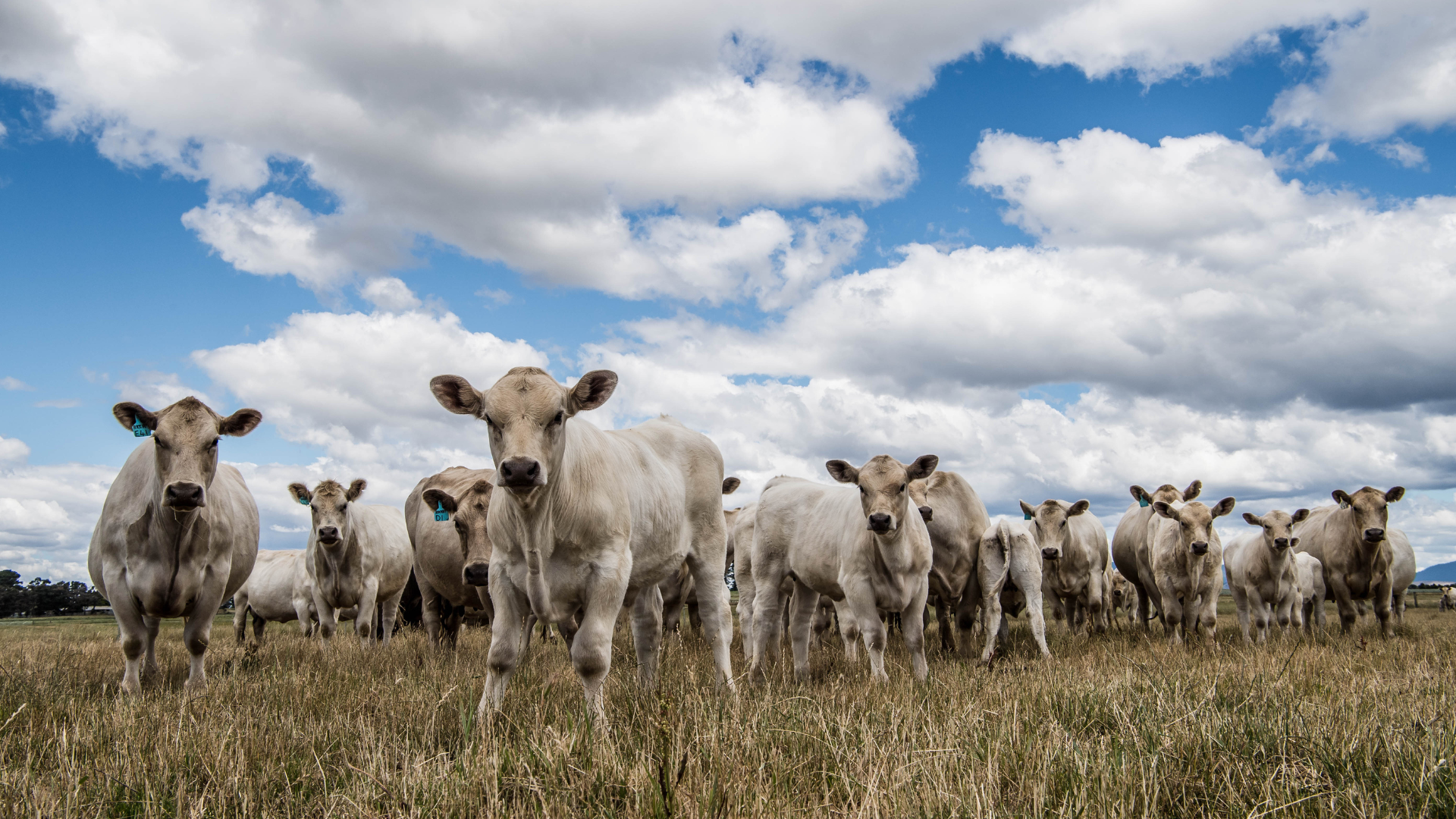 Cattle industry primed for rebuild this spring