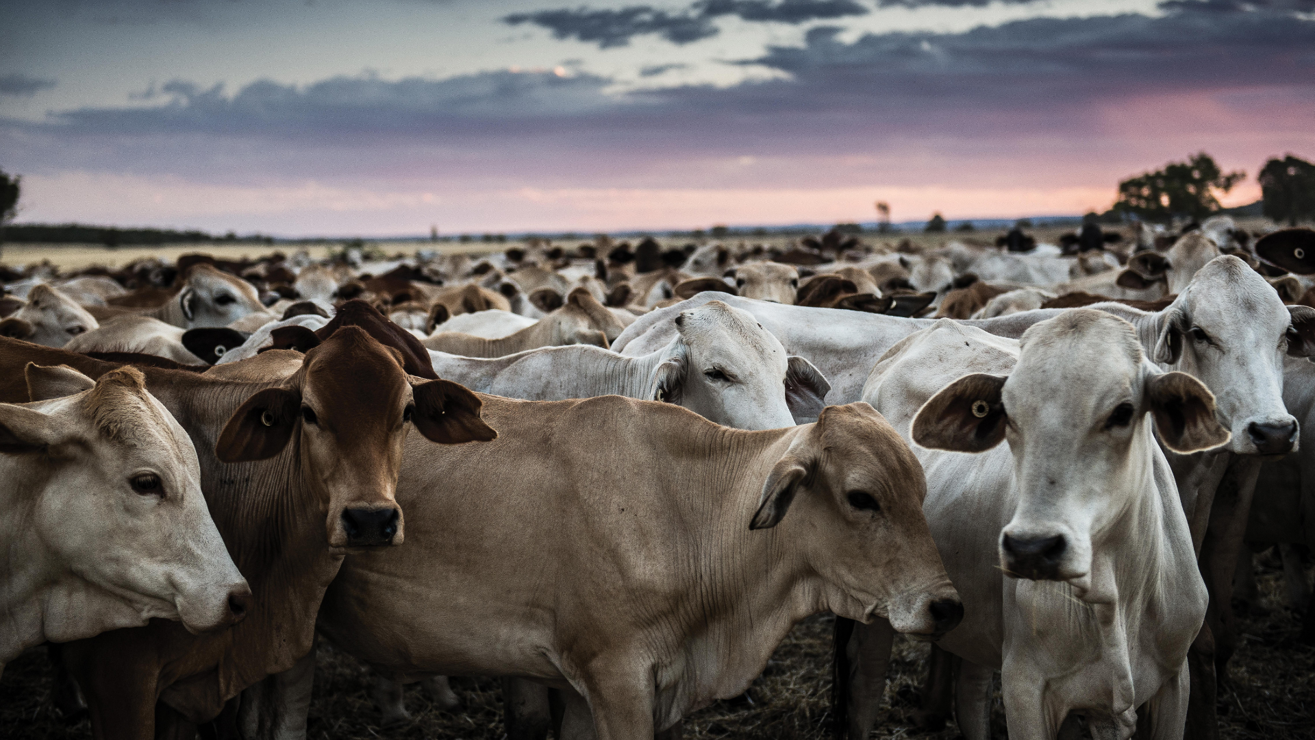 INDICATORS: Key livestock indicators tumble this week