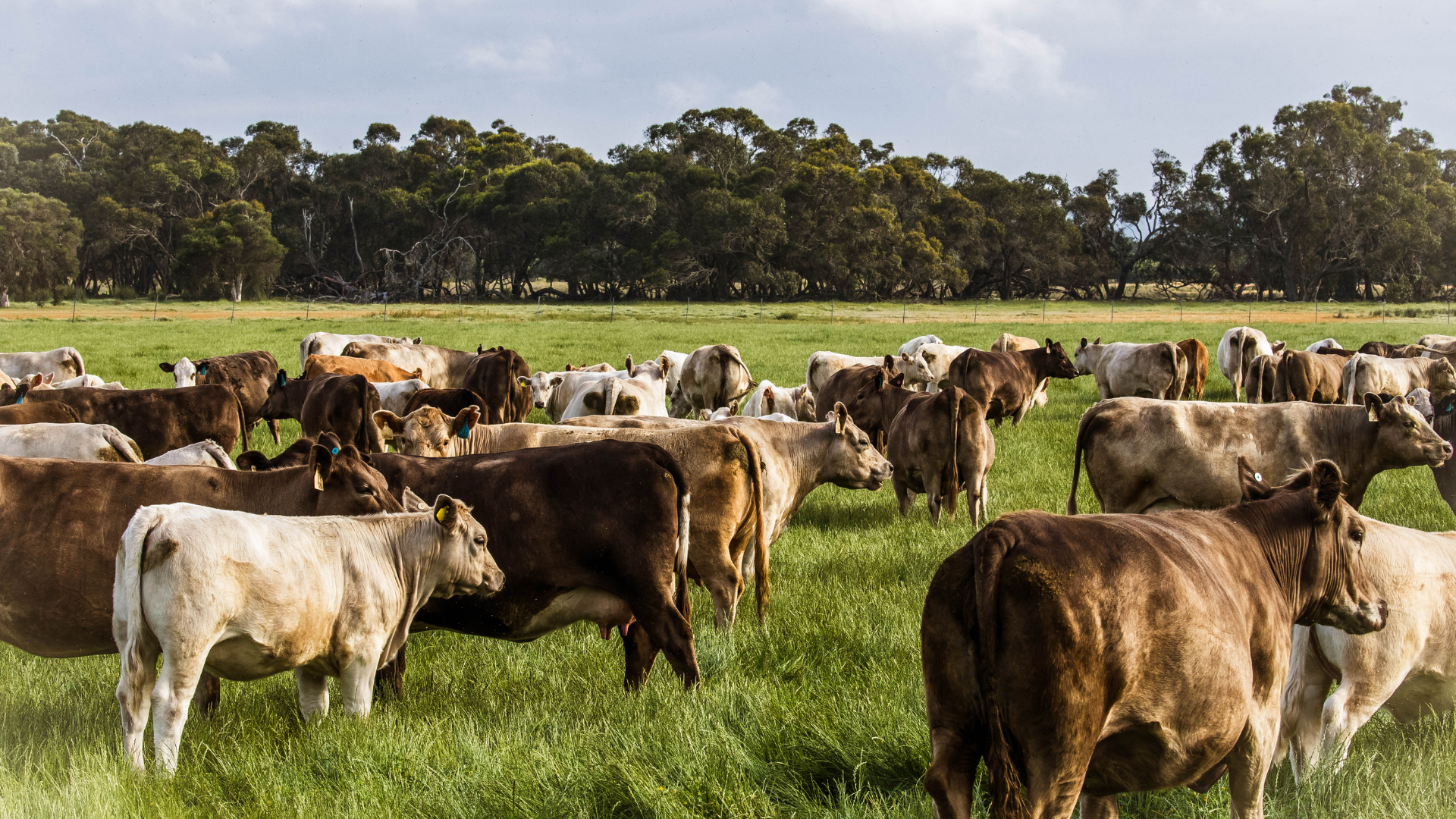 Grassfed production system dominates local cattle markets