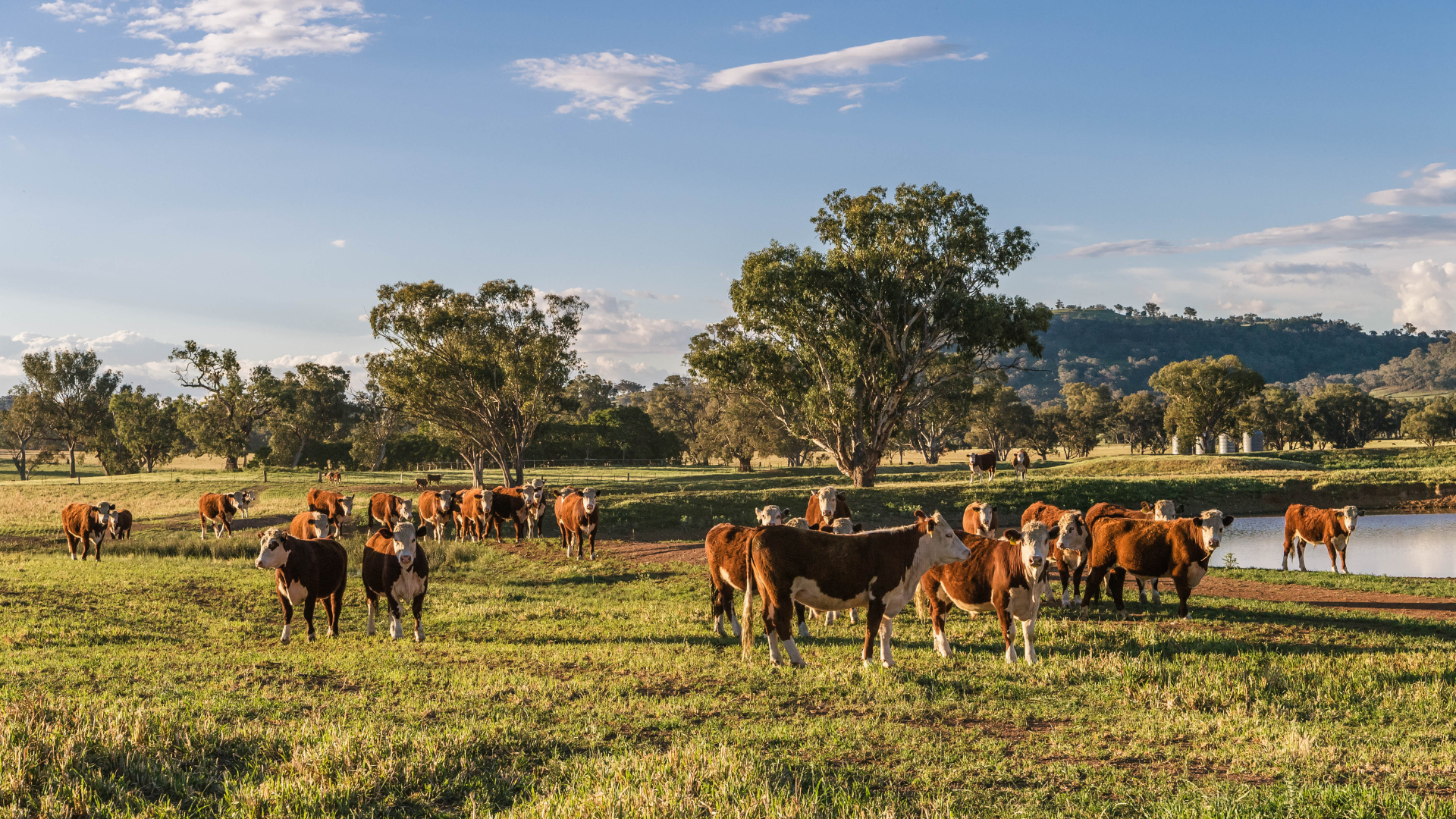 INDICATORS: Small shifts across livestock markets this week