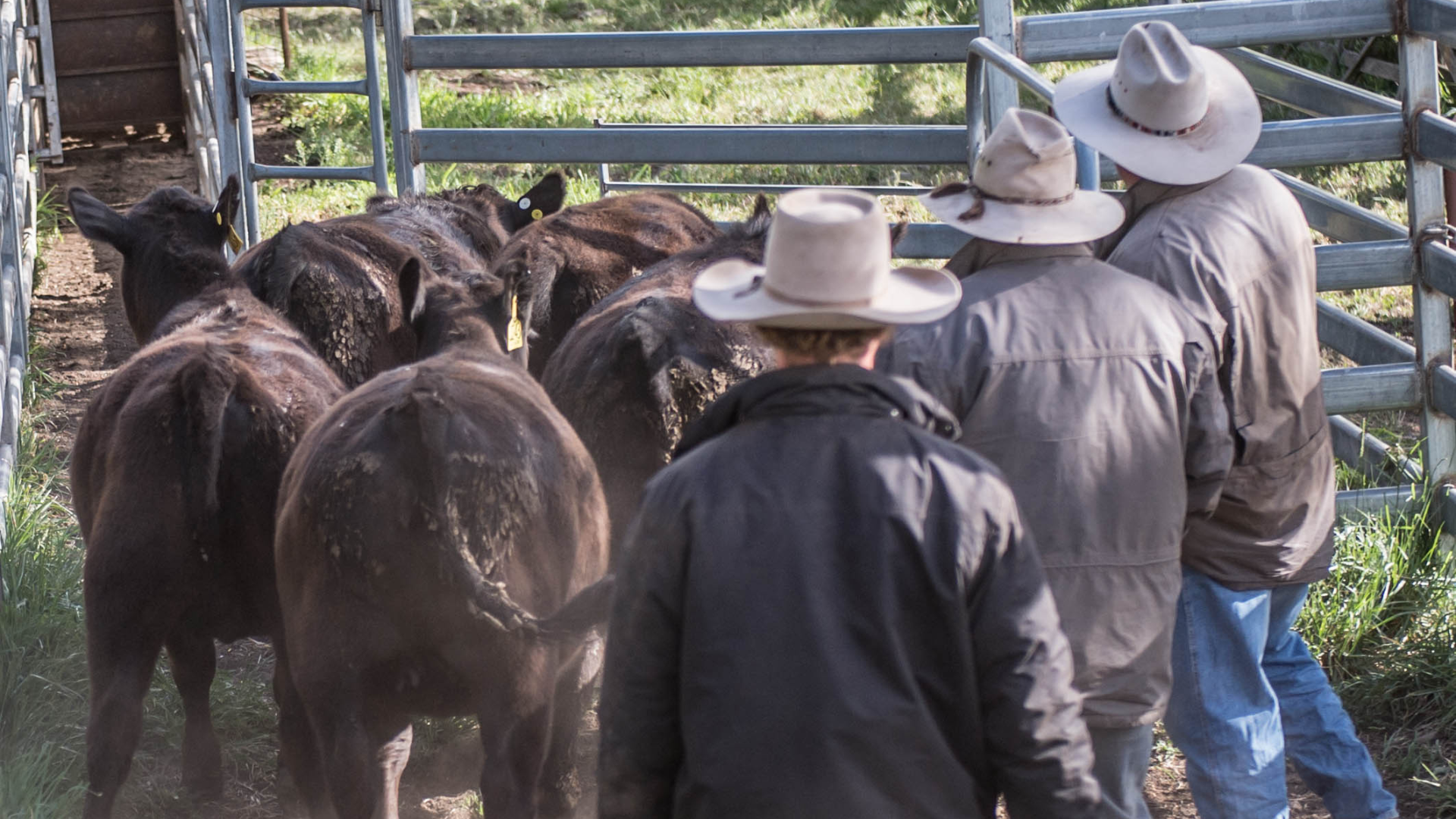 INDICATORS: Cattle prices drift downwards