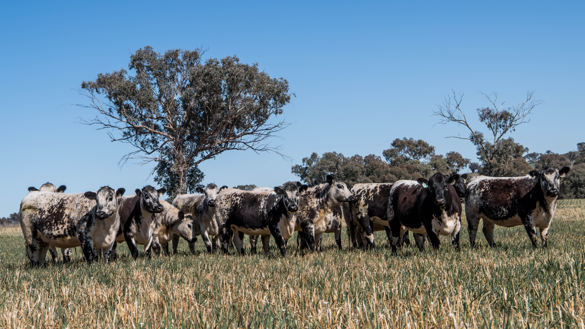 Aussie beef moves to more markets as quotas fill up