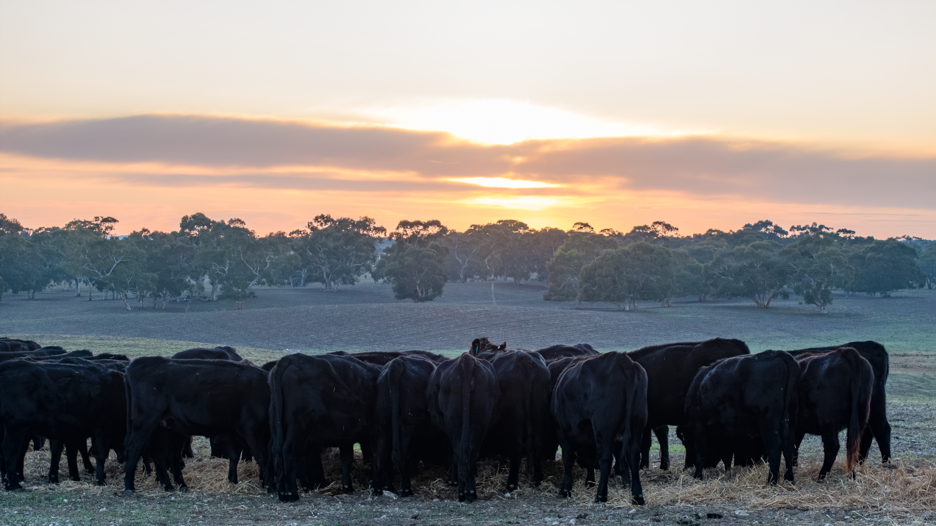 Tighter cattle supply in the south