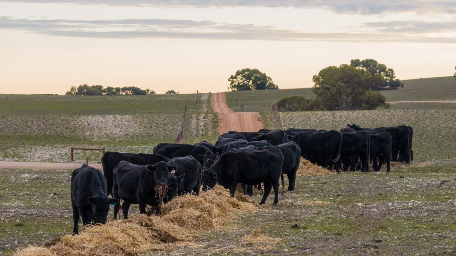 What’s been driving growth in the Feeder Steer Indicator?