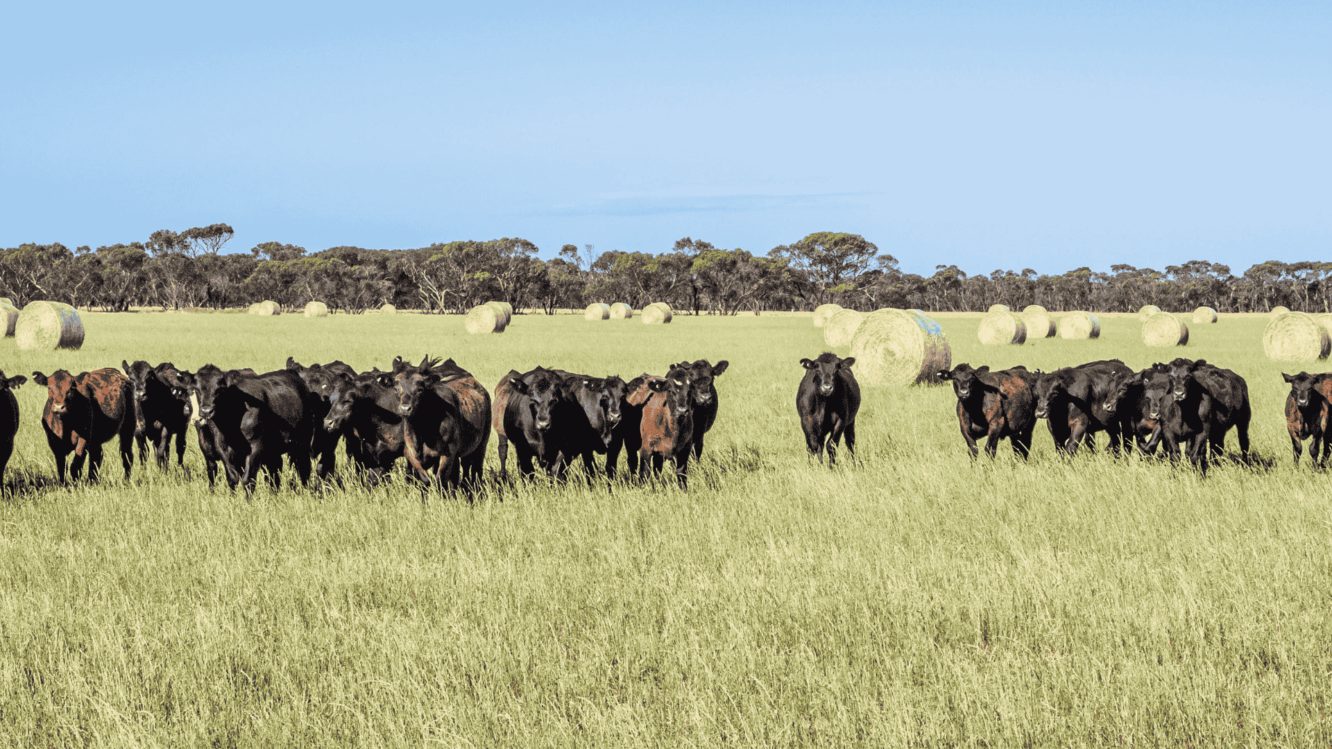 Aussie meat in high demand despite international beef