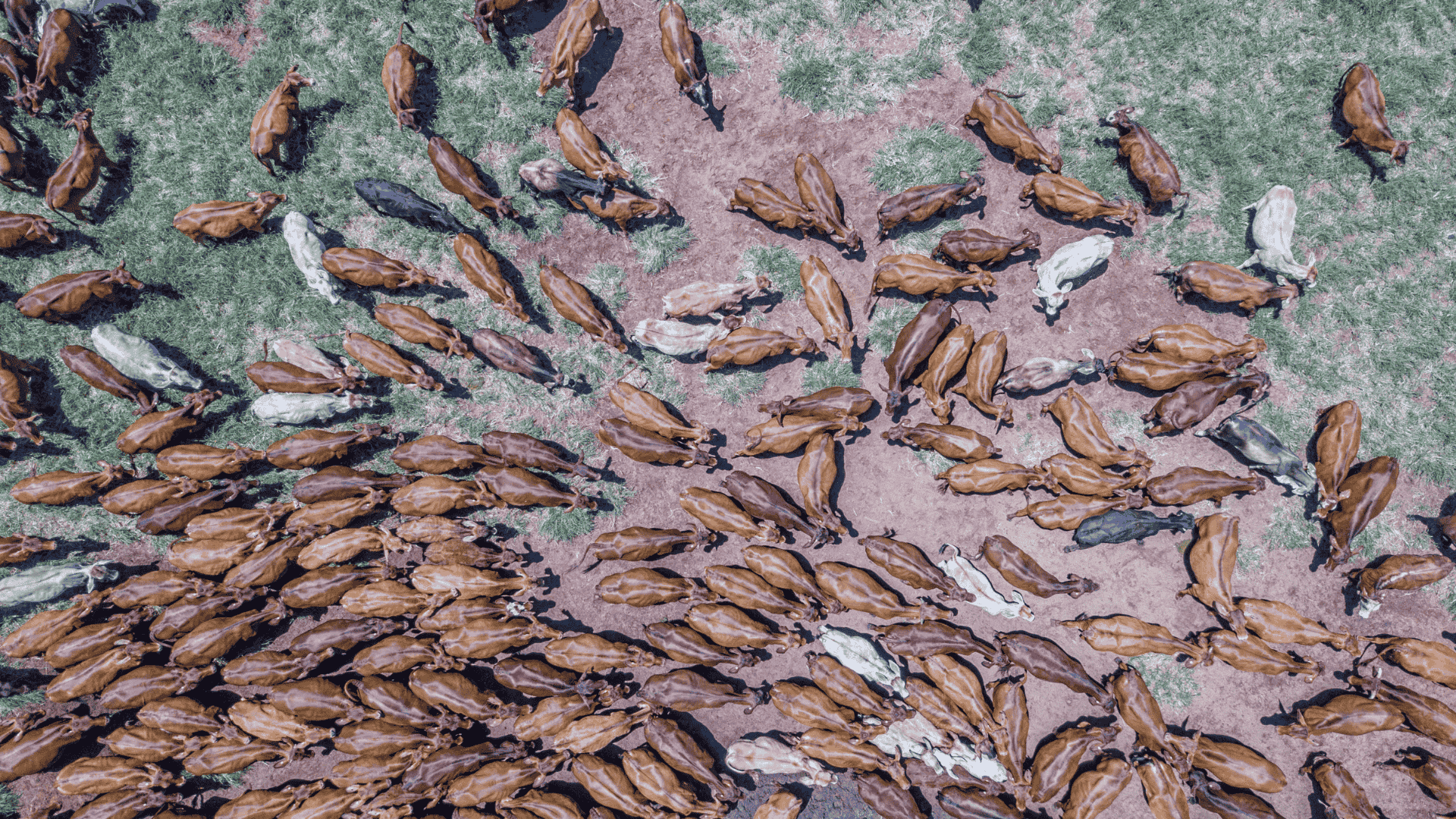 Weekly Cattle Market Report