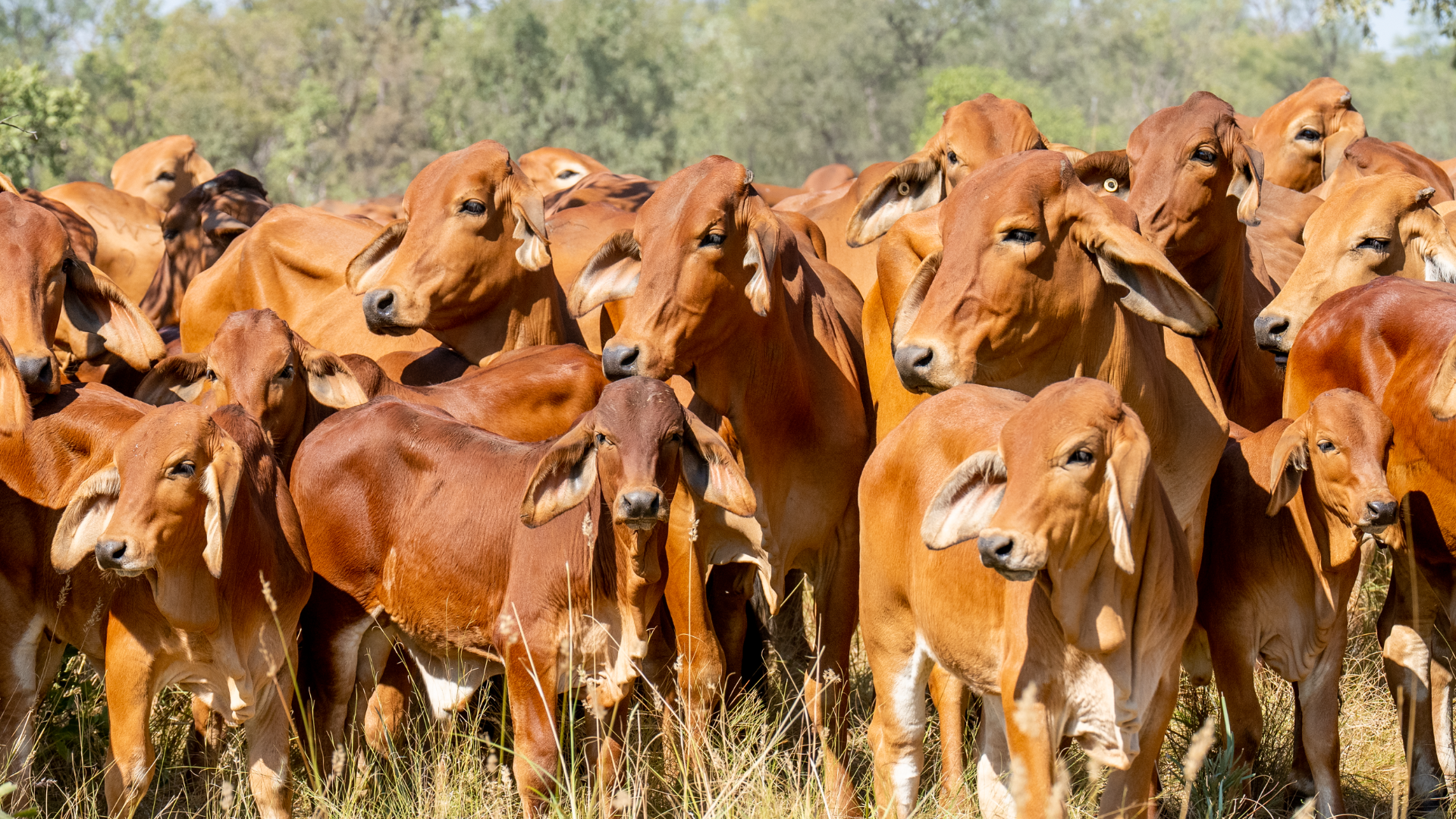 Feed is there, water is the worry: A state-by-state livestock market update