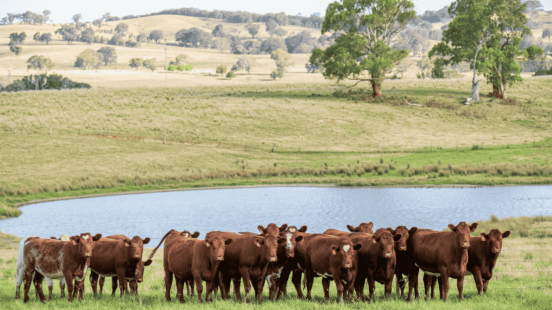 INDICATORS: Positive week for livestock market prices