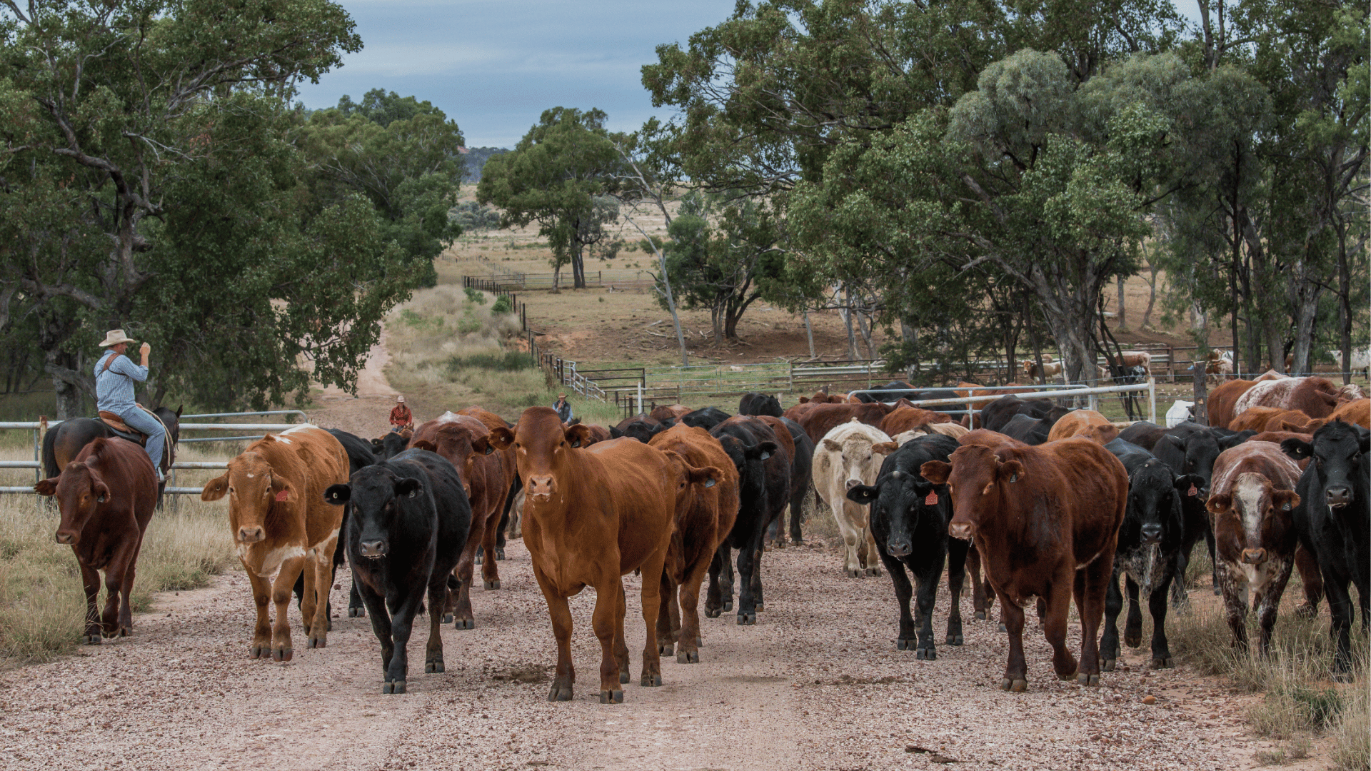 Will Chinese beef market restrictions distort feeder markets?