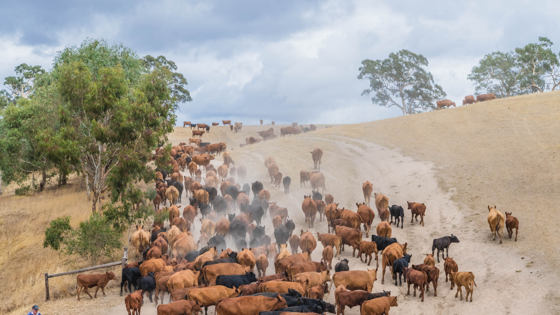 News In Brief: Beef quota squeeze, lamb tariff hike and screwworm update