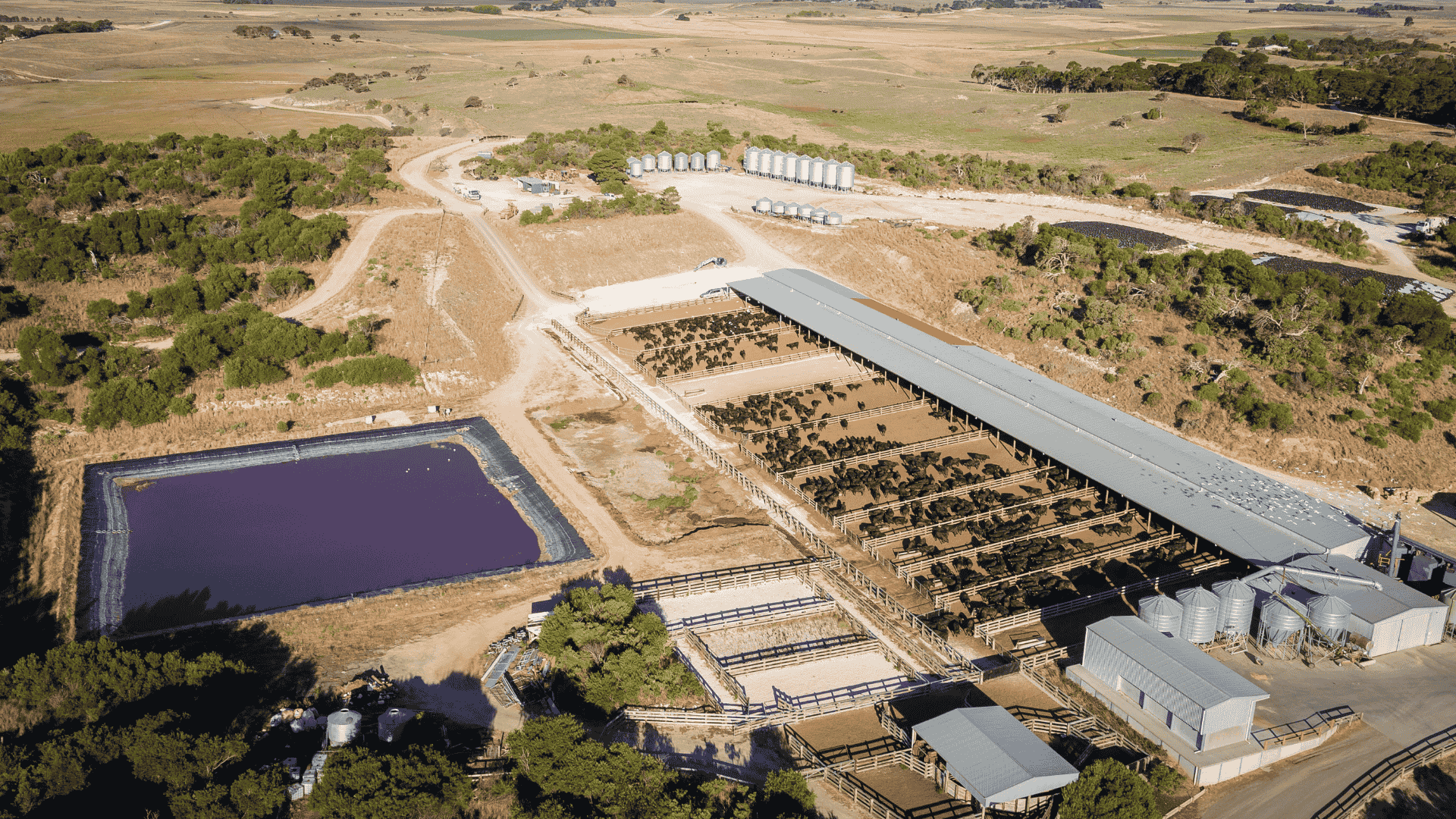 Supply in the spotlight: The China rush, grainfed prioritisation and processors keeping up