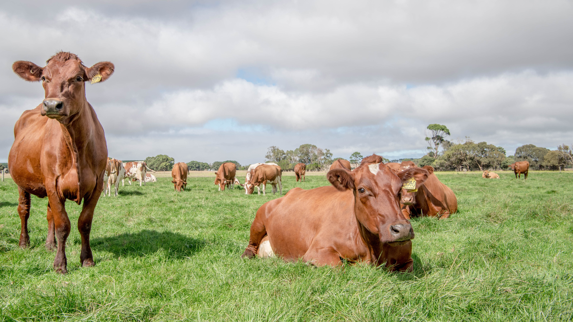 INDICATORS: Cattle price climb continues