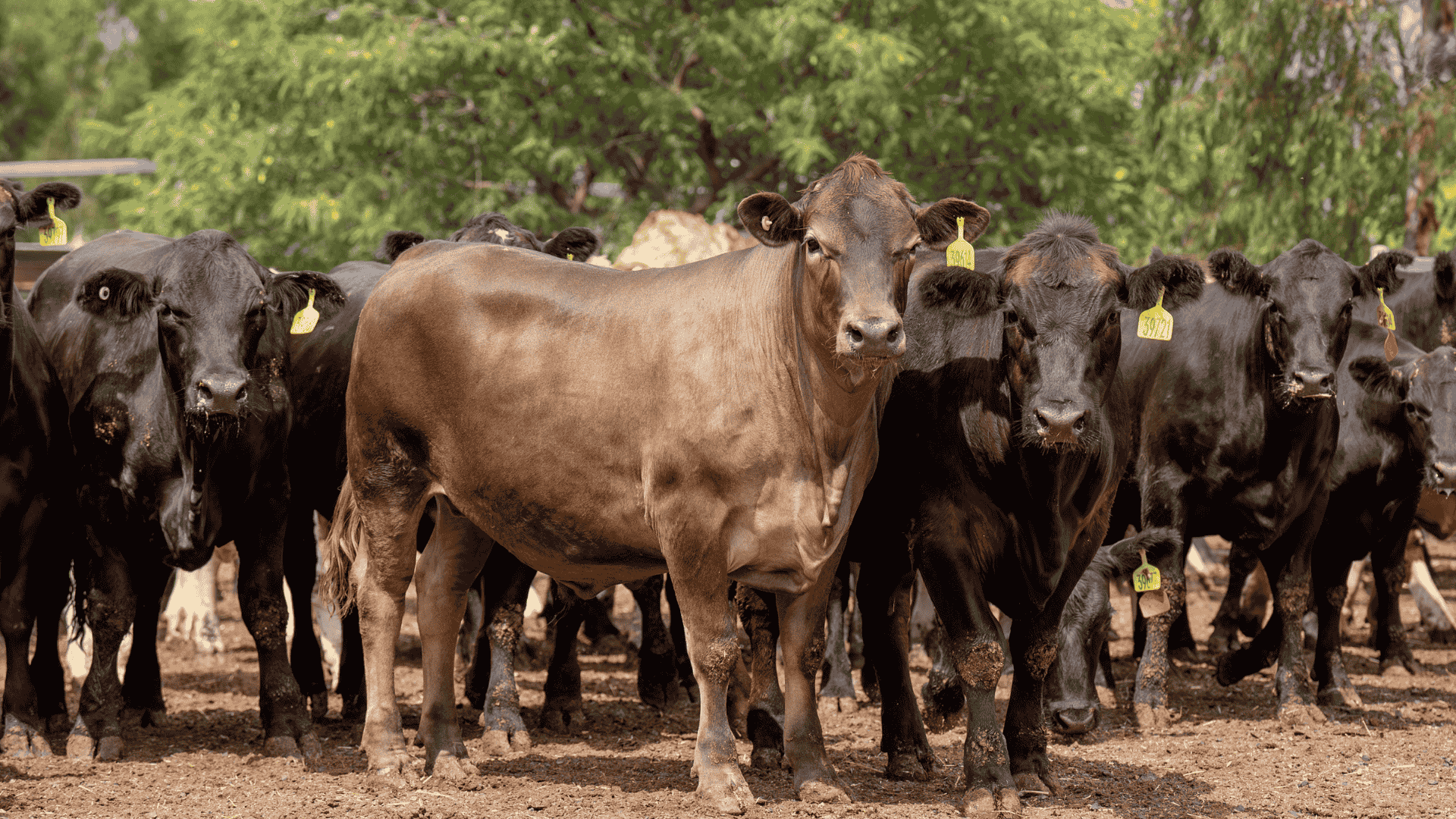 Market confidence rears its ugly head despite red hot beef exports