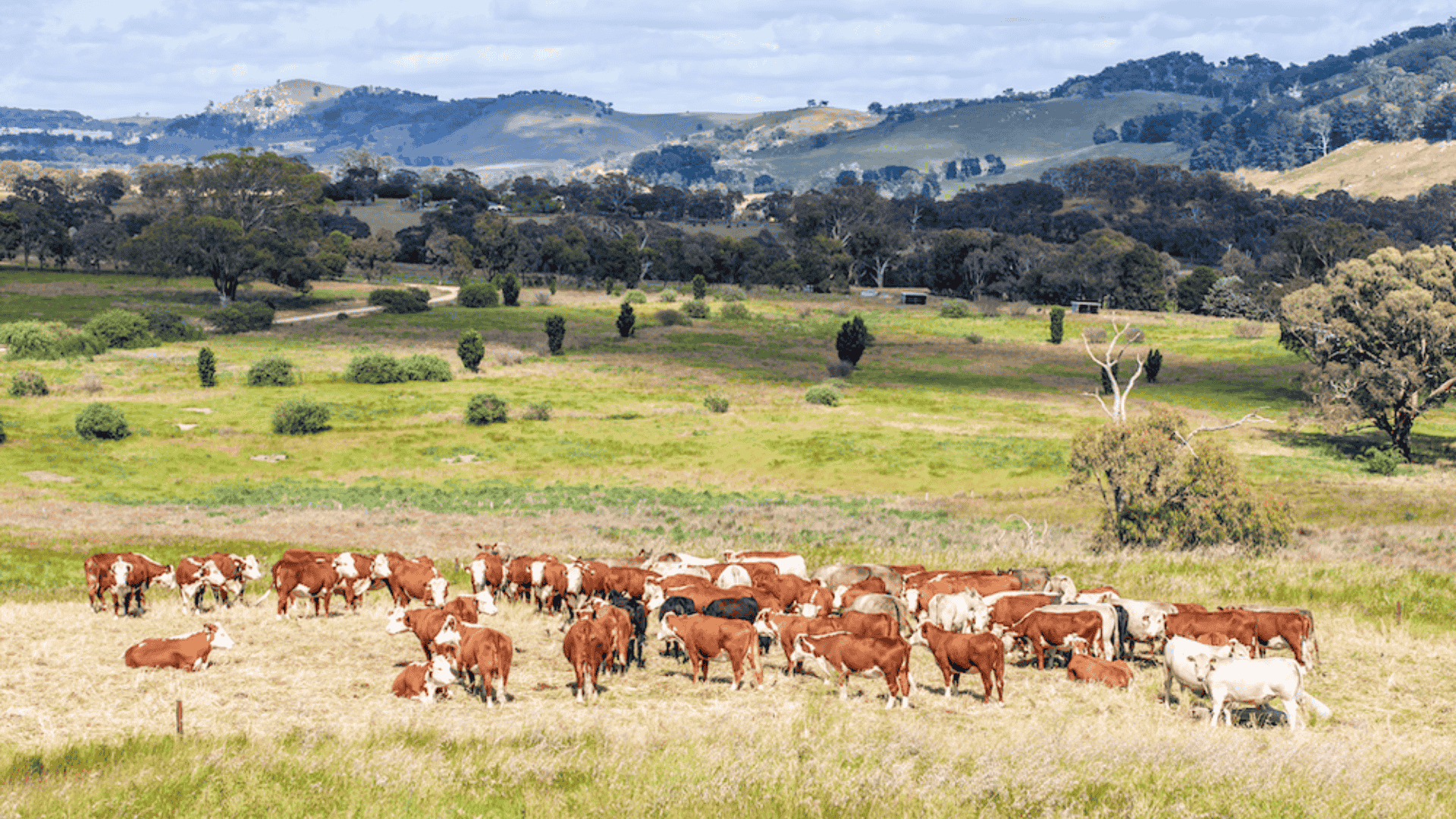 Weekly Cattle Market Report