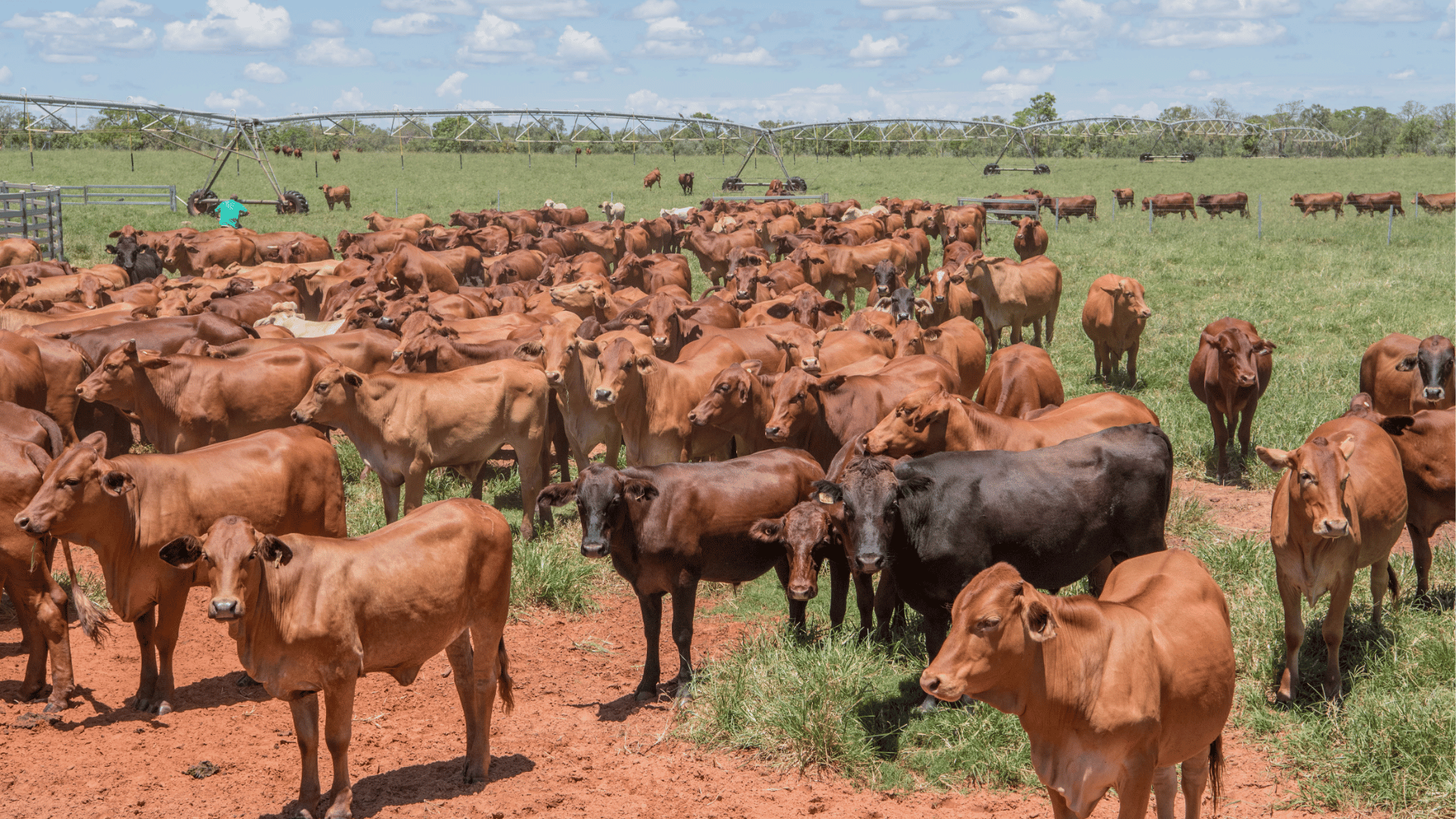 Rain drives Spring confidence as restocker markets fire