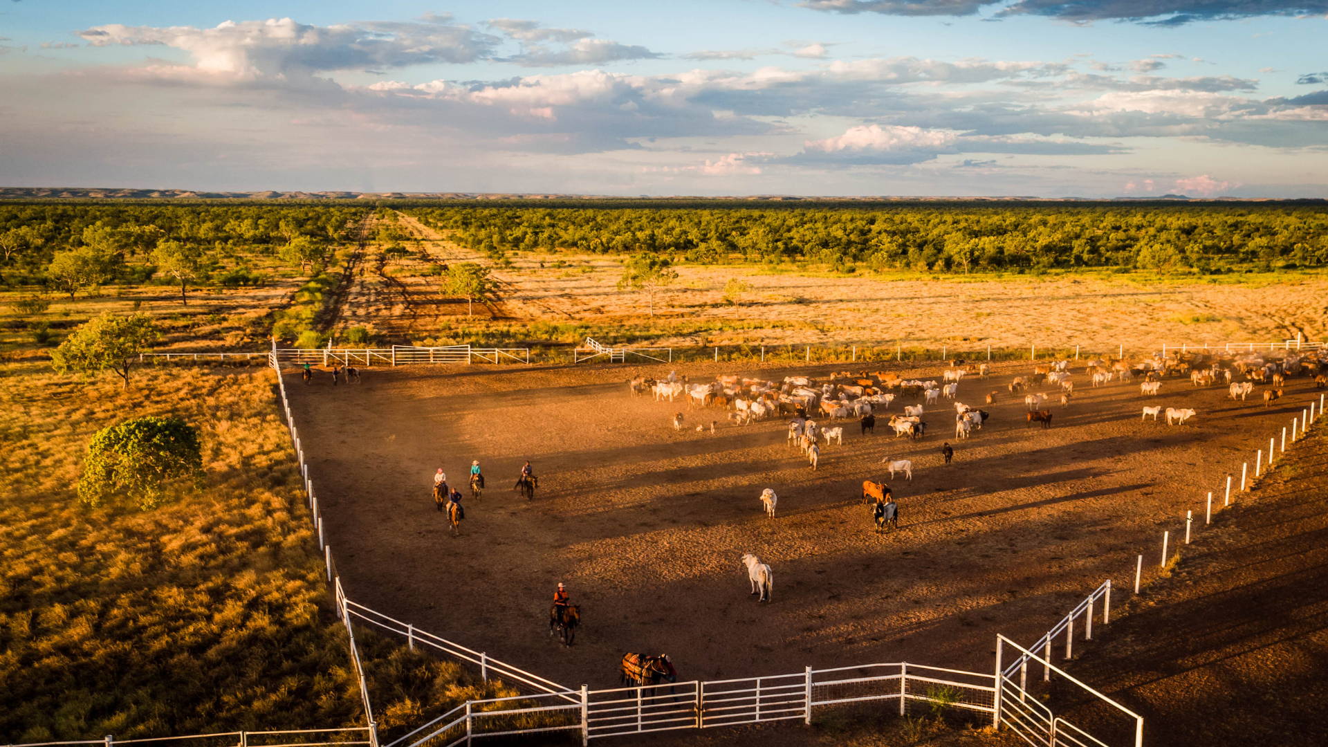 Why the cattle herd is unlikely enter a rebuild in 2026
