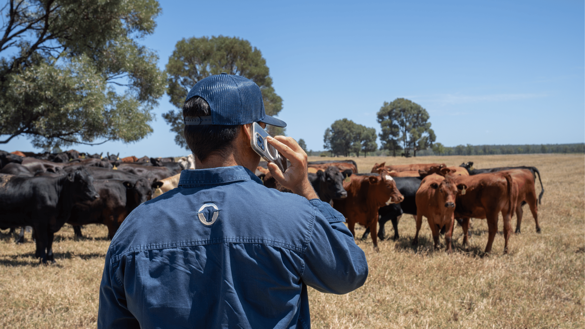 Resilient Autumn calf crop as sales results confirm early 2026 liquidation: July BPIS Review