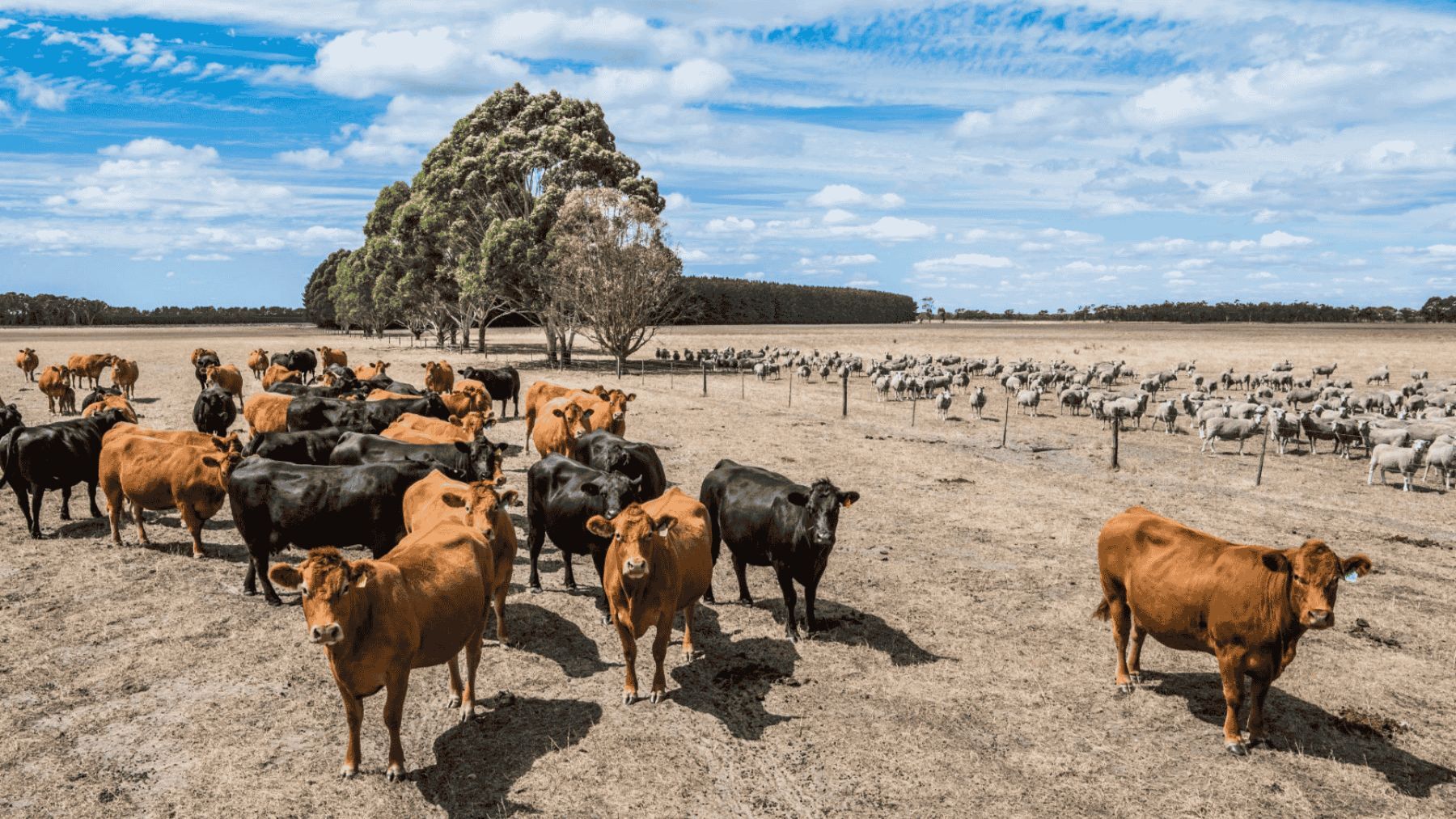 H agrishots cattle sheep