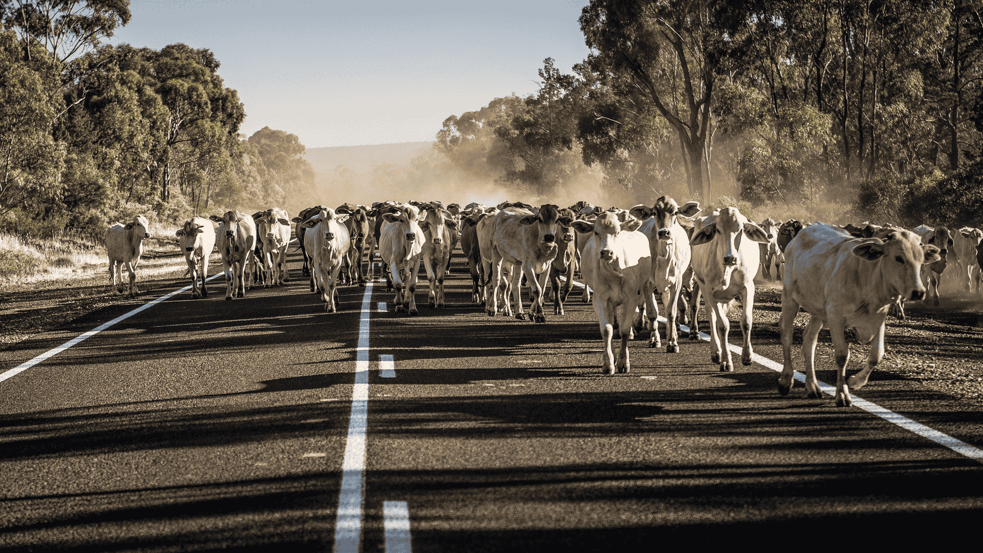 Weekly Cattle Market Report