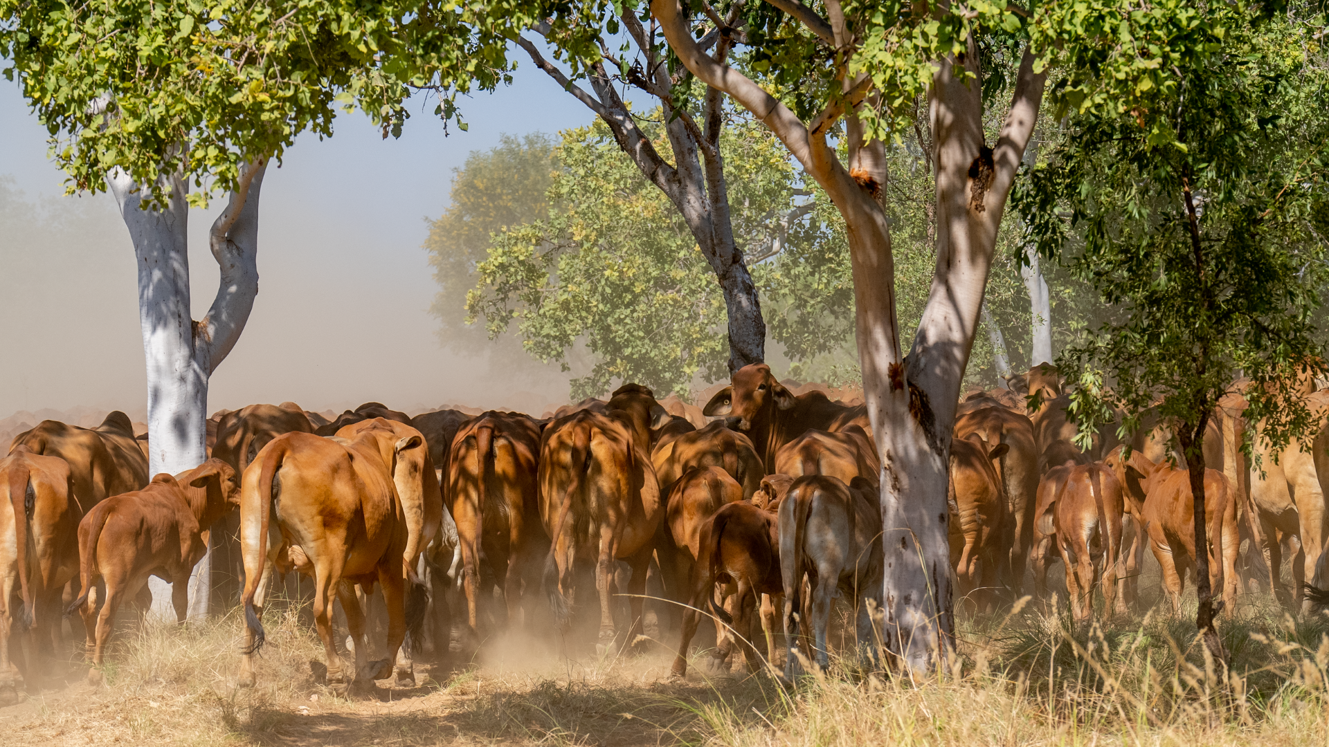 INDICATORS: Cattle prices swing back into action