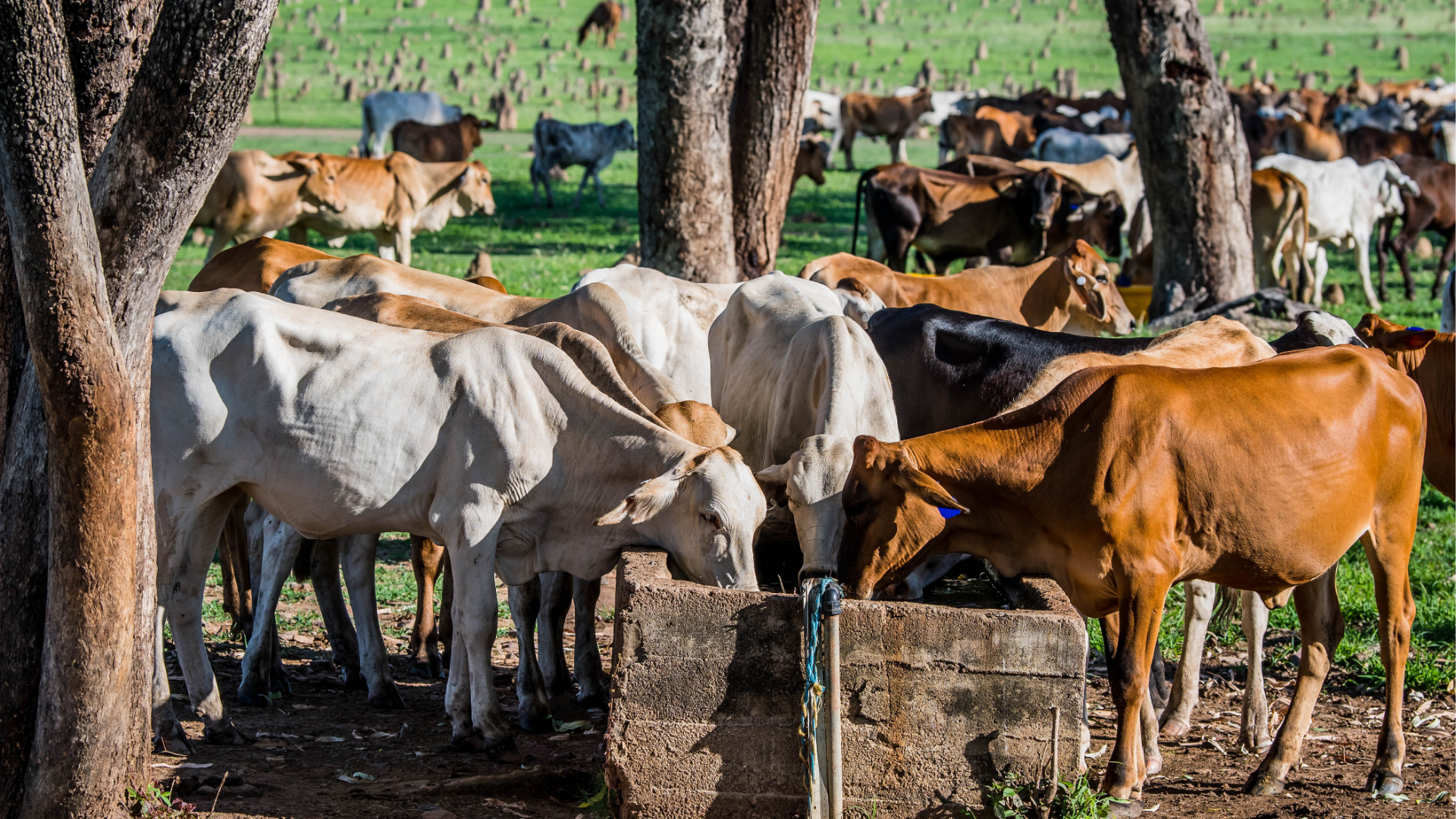 Rain rules the roost: Forecast for moisture sparks renewed pricing volatility